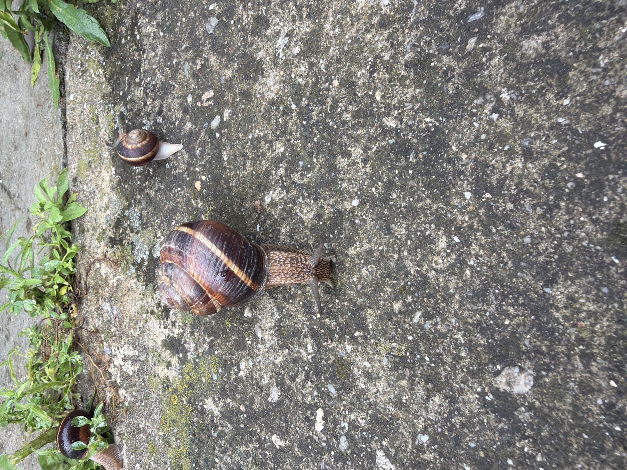 Three snails are visible on a textured concrete surface. The largest snail is in the center of the frame, facing forward with its antennae extended. To its left, partially obscured by green foliage, is a second snail. To the upper right of the largest snail, a smaller snail is also visible. The concrete is weathered and shows signs of moss or lichen growth in patches. Green vegetation is present along the top edge of the frame. The scene appears to be outdoors.