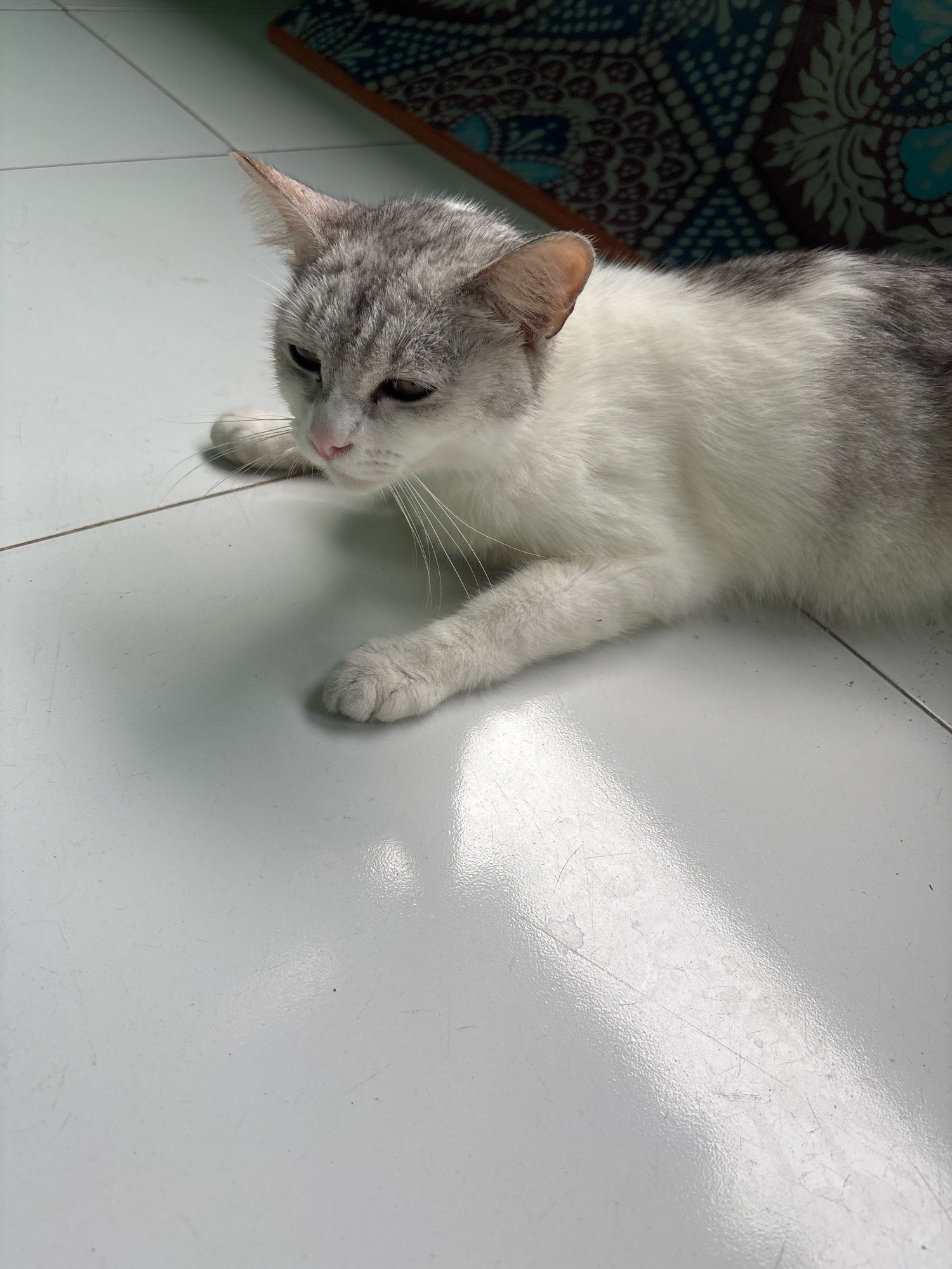 The image shows a gray and white cat lying on a white tiled floor. The cat is facing to the left and looking down. Sunlight streams across the floor from the right, creating bright patches and shadows. In the background, a dark blue and brown patterned textile is visible. There are no people present in the image. The scene appears to be indoors.