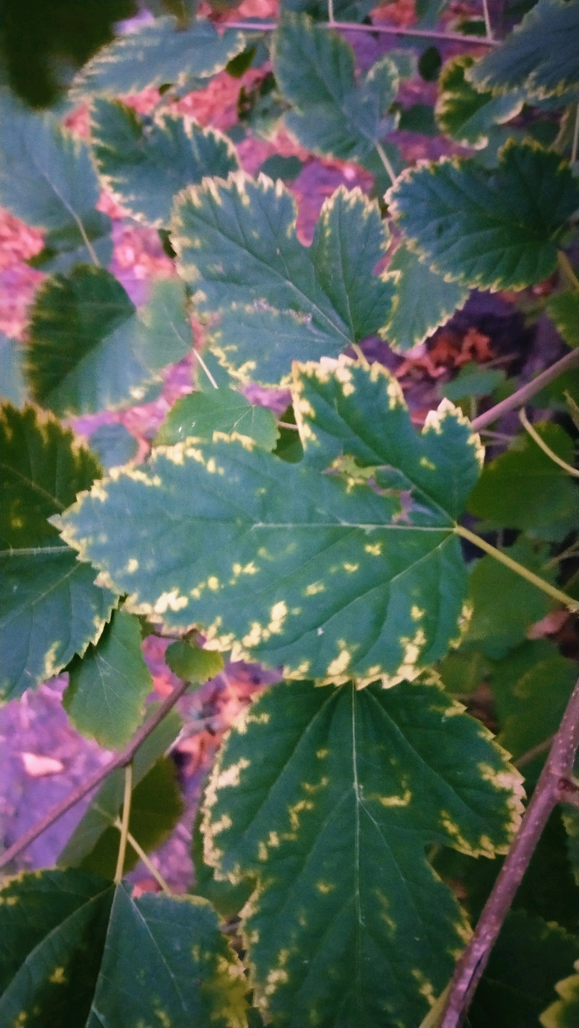 The image shows a close-up view of green leaves with yellow margins and irregular yellow spots. The leaves appear to be from a plant growing outdoors. The background is blurred, with hints of pink and purple, suggesting other foliage or possibly artificial lighting. No specific location in Horishni Plavni, Ukraine can be identified from the image. There are no people, actions, or interactions depicted. The scene is a botanical study of plant foliage.