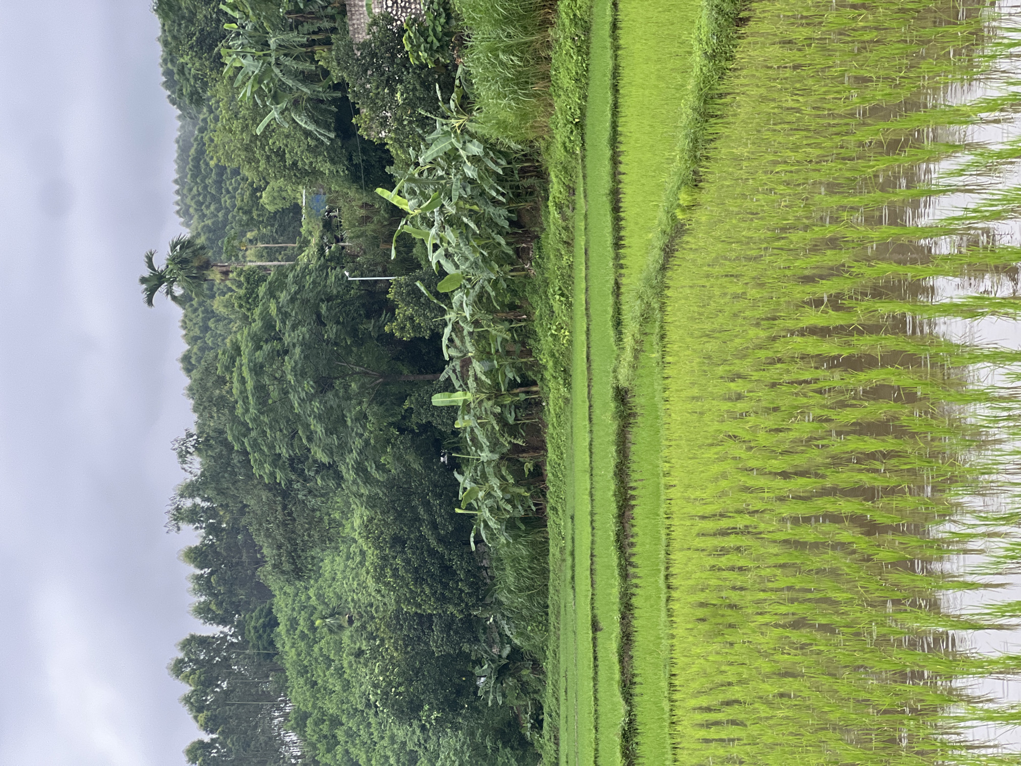 The image captures a lush, terraced rice paddy field in Tân Thanh Commune, Vietnam, under an overcast sky. The foreground is dominated by vibrant green rice stalks emerging from shallow, reflective water. The paddies are meticulously arranged in horizontal layers, separated by earthen bunds covered in grass. In the midground, a line of banana trees with their broad leaves stands prominently, interspersed with taller grasses and other dense vegetation. Behind the banana trees, the landscape ascends into a verdant hillside covered in a mix of deciduous trees, with a few taller palm trees scattered amongst them. The background shows a dense, tree-covered mountain range receding into the misty, grey sky. A single, pale blue structure is visible on the hillside, partially obscured by trees. The overall impression is one of a thriving agricultural landscape in a tropical environment.