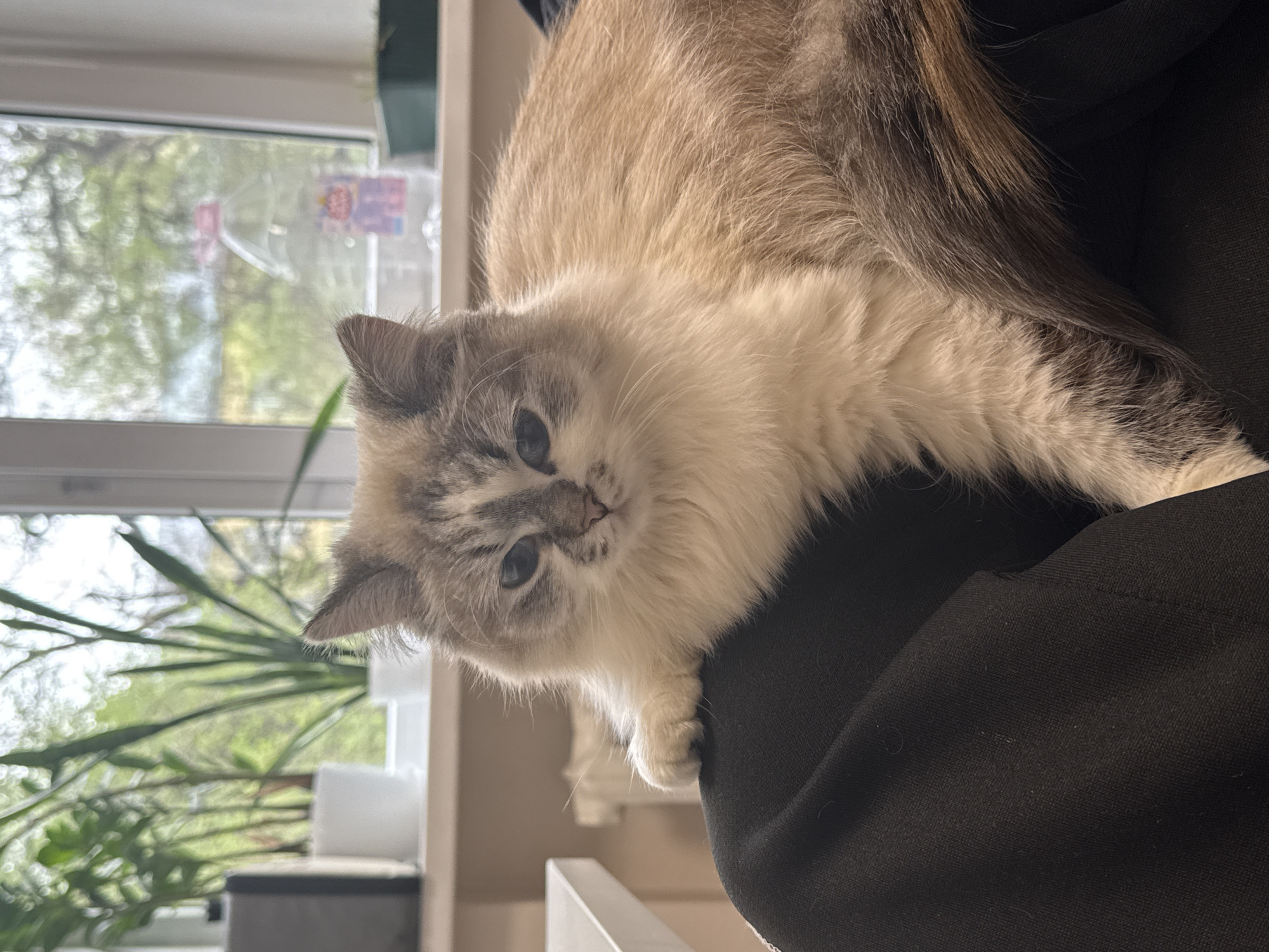 A fluffy domestic cat with prominent blue eyes and cream and grey point coloration is the central subject of this close-up photograph. The image is oriented such that the cat appears to be lying on its left side on a dark, fabric-covered surface, such as an armchair or a lap. Its head is gently tilted and turned towards the camera, engaging the viewer with a curious and calm gaze. The cat's long fur is predominantly cream-white on its body, with darker greyish-brown markings on its ears, muzzle, and a fluffy tail partially visible. Its front paws are resting delicately on the edge of the dark surface.
In the background, a window provides ample natural daylight, illuminating the scene. Through the window, blurred green foliage and trees are visible, suggesting a vibrant outdoor environment. Inside, there are hints of indoor plants and light-colored window frames or sills. A small, colorful object, possibly a toy or decoration, is faintly visible attached to the window pane, but any potential text or logos on it are illegible due to its distance and blur.
The photograph captures a peaceful daytime moment in an indoor setting, likely a home, with no people present. The cat's gentle expression is a notable detail. The location context for this scene is Rostov-on-Don, Russia.