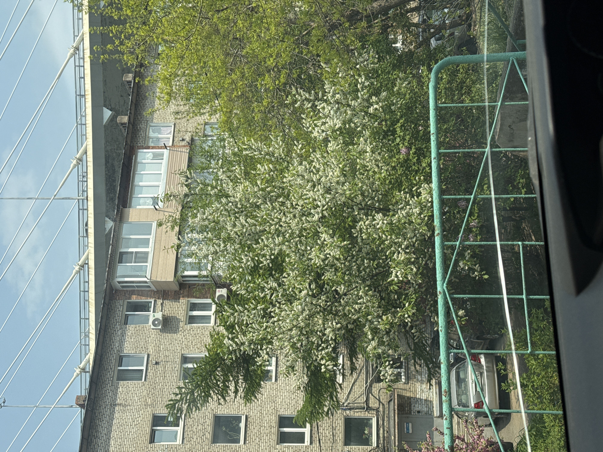 View from a window in Vladivostok, Russia, showing a bridge with support cables in the background on the left. A tan brick building with multiple windows and air conditioning units is partially obscured by a large tree with white blossoms. A green metal fence stands to the right of the tree. A silver car is parked behind the fence and tree.