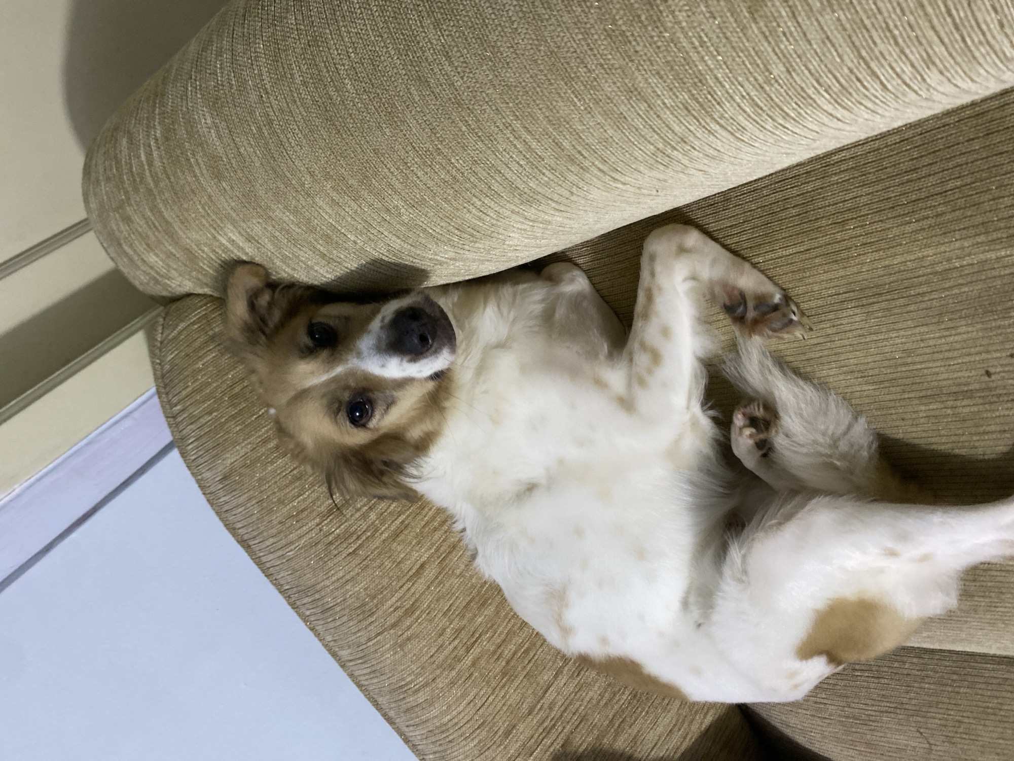 A medium shot shows a small dog with white and brown fur lying on its back on a textured beige couch. The dog's head is slightly turned, and it appears to be looking directly at the camera with a curious expression. Its front paws are resting on the couch, and its hind legs are bent. The couch has a textured pattern and a slight sheen, suggesting it might be made of a synthetic material. The lighting in the scene appears to be artificial, possibly indoor lighting, as there are no strong shadows indicating natural sunlight. The background is blurred, but a wall and a white object, perhaps a door or furniture, are faintly visible. The overall impression is that of a relaxed and comfortable pet in a domestic setting. The photo appears to have been taken in Dukuh, Indonesia.