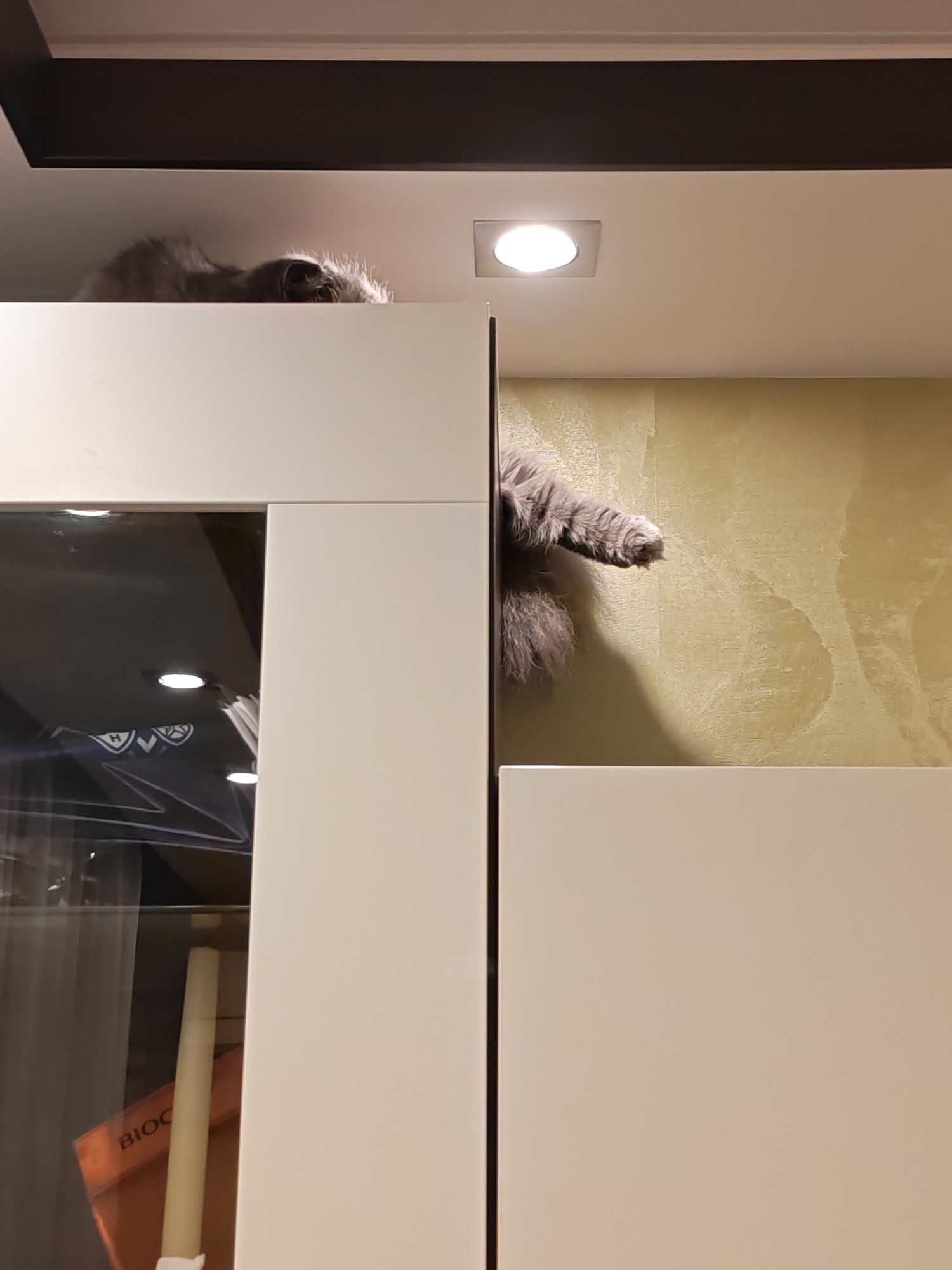 A fluffy grey cat is perched on top of a white cabinet, its body mostly hidden from view. Only its head, hindquarters, and a front paw are visible. The cat's head is turned to the left, and its fur appears disheveled. The paw is extended outwards, away from its body. The cat is positioned near a recessed ceiling light fixture. The background consists of a textured, pale yellow wall and part of a white cabinet. The image is taken from a low angle, looking upwards. No specific location in Bataysk, Russia can be determined from the visual information provided.