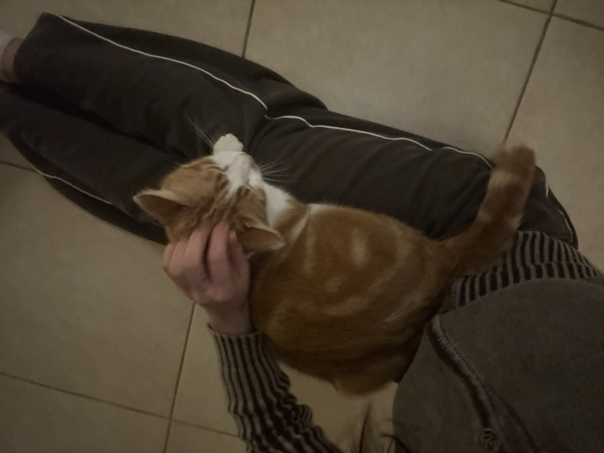An orange and white tabby cat is being petted by a person sitting on the floor. The person is wearing grey sweatpants with a white stripe, a striped long-sleeved shirt, and a grey hoodie. The cat is lying on the person's lap with its head tilted back. The floor is tiled. It is not possible to confirm the location of Trelew, Argentina in this scene.