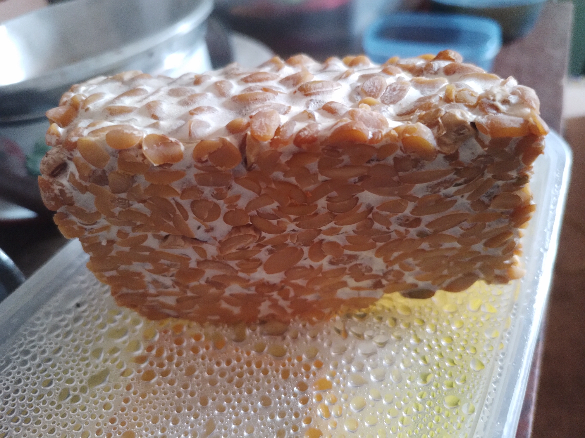 A close-up, eye-level, natural light shot shows a rectangular block of tempeh resting in a clear plastic container. The tempeh is a light brown color with a white mycelium binding the soybeans together. The plastic container is slightly fogged with condensation on the inside, and a yellow liquid is visible at the bottom. In the background, blurred, are kitchen elements, including a stainless steel pot and blue plastic containers. The scene appears to be in a kitchen environment in Batu, Indonesia.