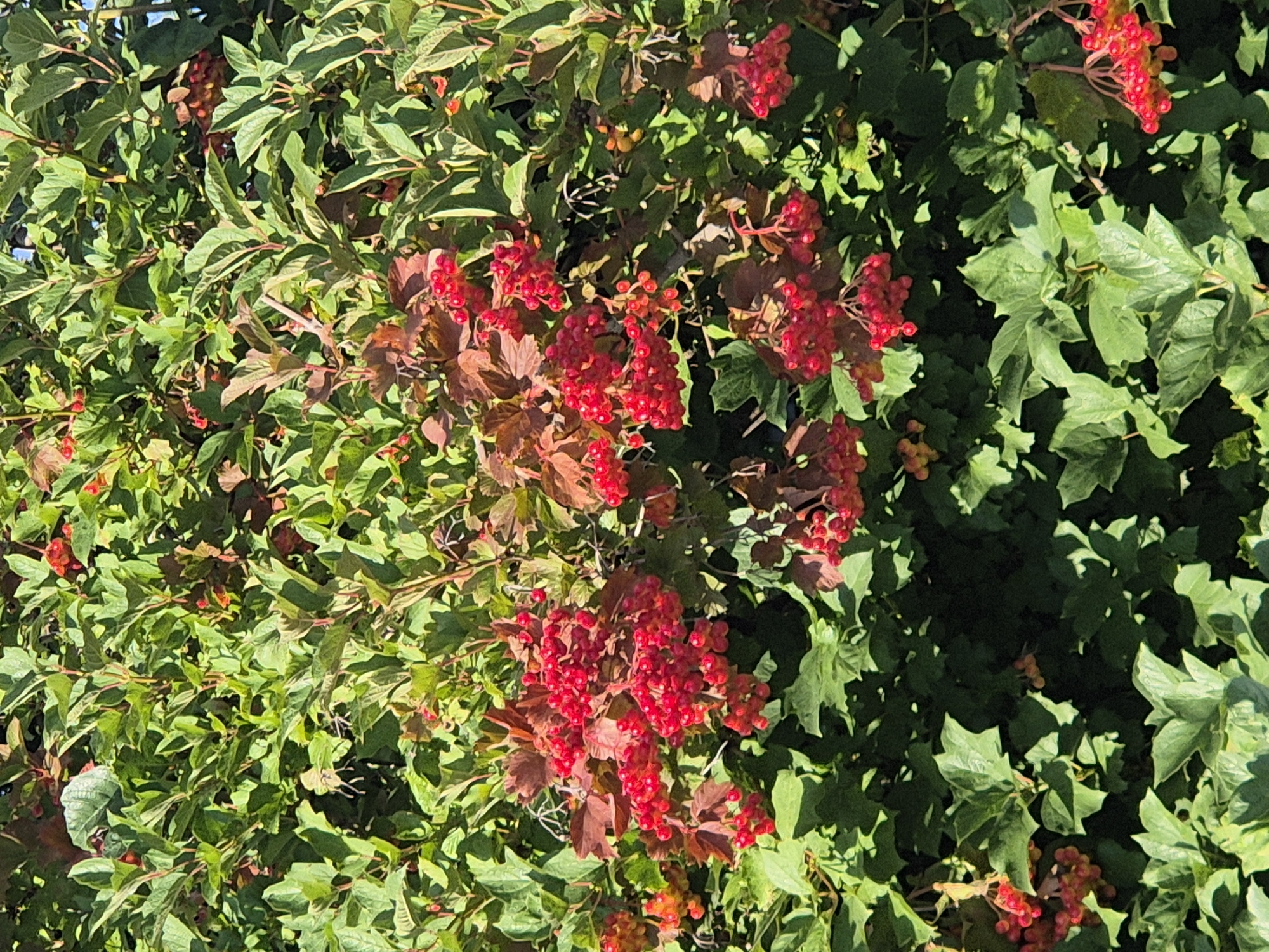 The image shows a close-up of a dense shrub with bright red berries and green leaves. Some of the leaves have turned brown and are interspersed with the green ones. The berries are clustered in bunches on the branches. The lighting suggests it is daytime, with shadows indicating sunlight filtering through the foliage. The scene appears to be a natural outdoor environment, likely a garden or park. The location is identified as Sozonivka, Ukraine. There are no people or discernible structures visible in the frame.