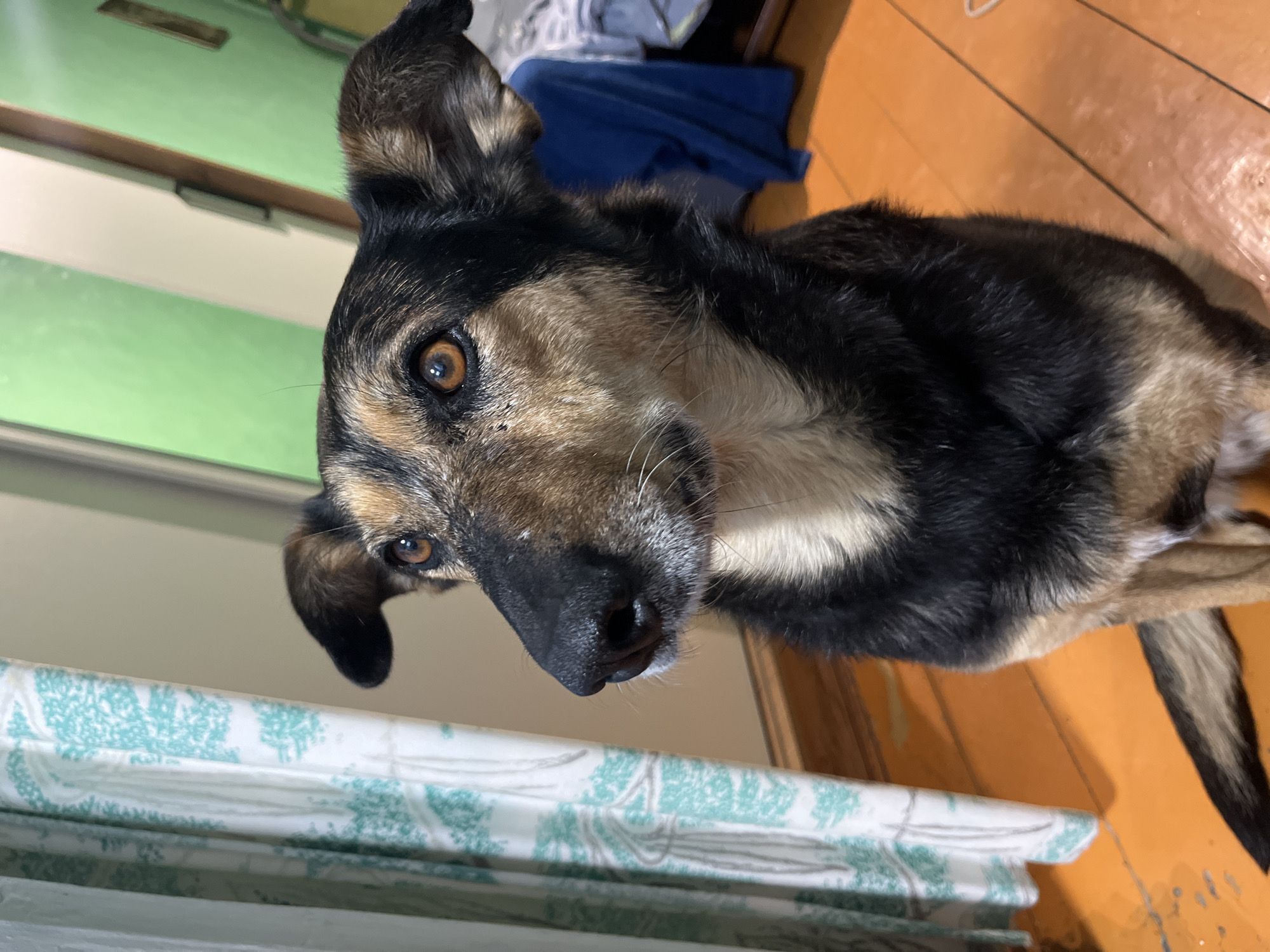 An indoor, tilted, eye-level shot captures a medium-sized dog looking directly at the camera. The dog, likely a mixed breed, features a striking coat of black, tan, and cream/white fur. Its alert, amber-brown eyes are focused, conveying a sense of curiosity and attentiveness. The dog's ears are partially pricked, and its black nose is prominent in the foreground.
The setting appears to be a room within a home or apartment, consistent with a domestic scene in Nizhny Tagil, Russia. A patterned curtain or fabric, featuring a light blue-green design on a white background, is visible in the lower left, extending across the bottom of the frame. In the background, a light green wall or door is present, with elements of a wooden floor in a warm orange-brown tone. Faintly visible in the upper background are what appear to be folded items, possibly clothing, in shades of blue and grey/white. The overall lighting suggests an indoor environment, but the time of day is not discernible. No text is visible in the image.