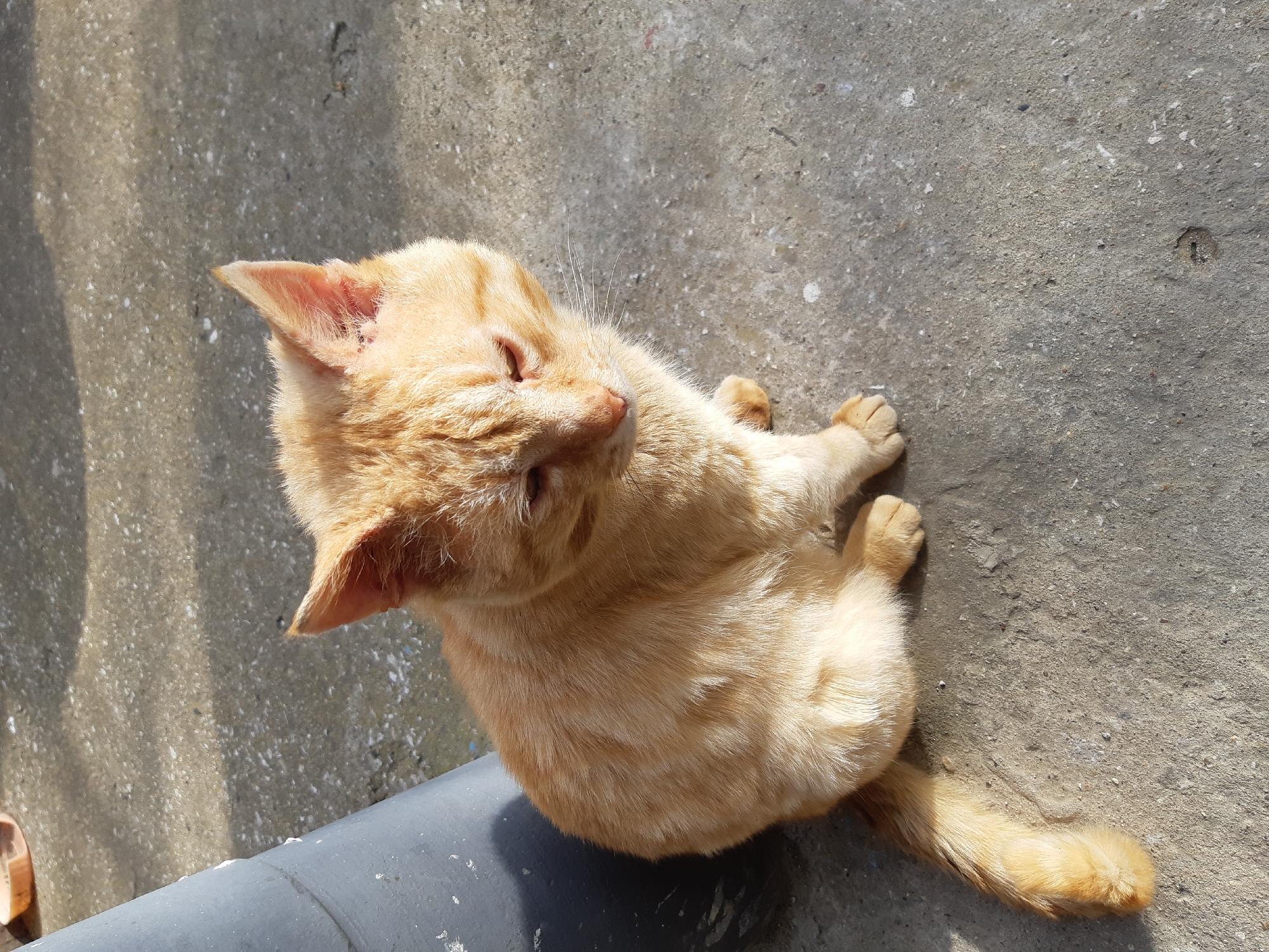 An orange tabby cat is sitting on a gray concrete surface. A dark gray pipe is positioned adjacent to the cat. The location is Хаджийско, Bulgaria.