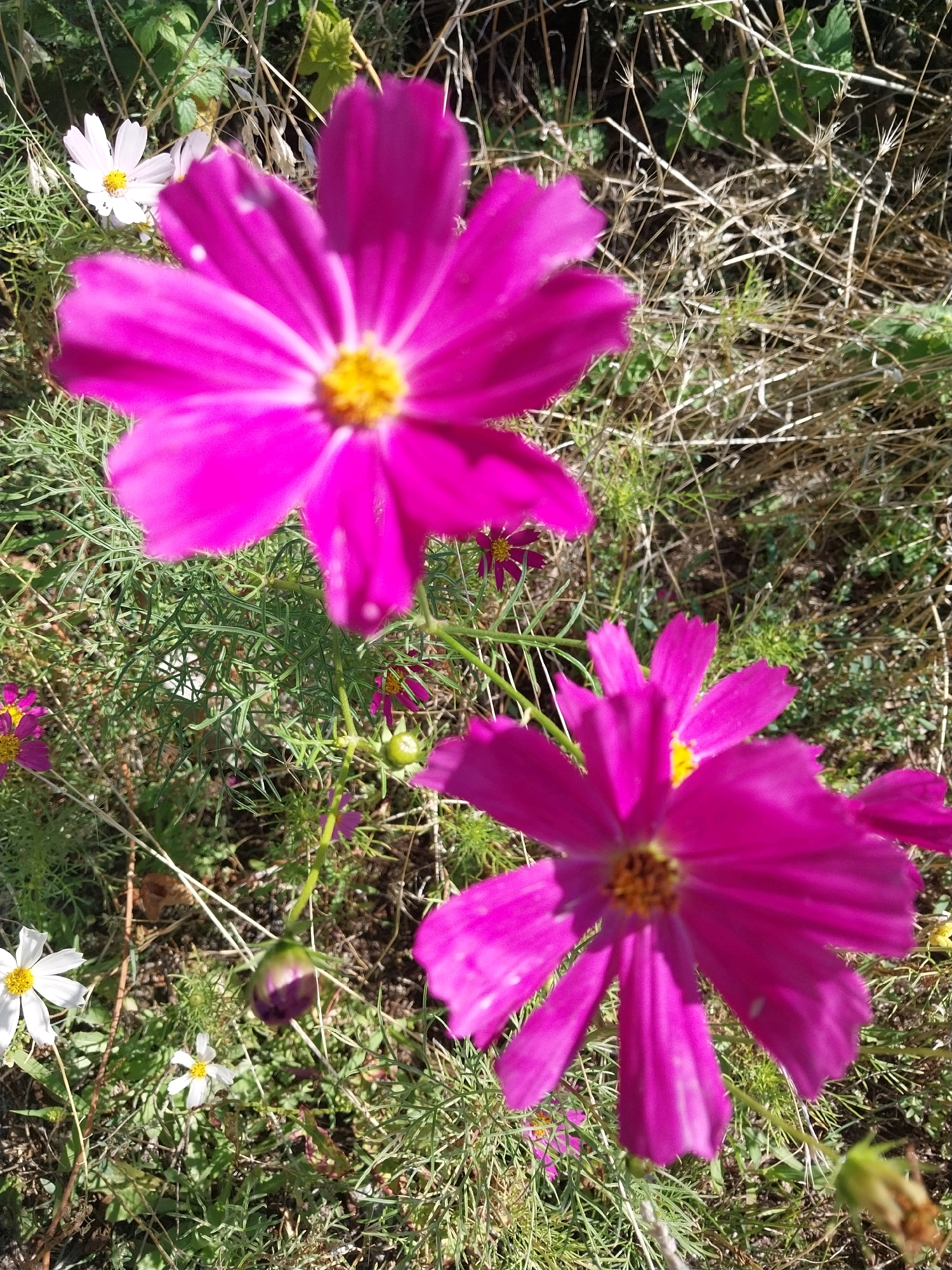 A close-up, high-angle shot captures several blooming cosmos flowers in various shades of pink and white, interspersed with dry grass and green foliage. The foreground is dominated by a large, out-of-focus fuchsia-pink cosmos flower with delicate, ruffled petals radiating from a yellow center. To the left and slightly behind it, a smaller, sharp-focus white cosmos flower with similar petal structure is visible, its yellow center also distinct. In the background, more pink cosmos flowers, some in focus and some blurred, and a closed, purple-tinged bud on a stem are present. The overall environment suggests an outdoor setting, possibly a garden or a natural area, characterized by a mix of soft green leaves and brittle, straw-colored stems. There are no people or animals visible in the frame. The lighting appears to be natural daylight, creating shadows and highlights on the petals and foliage.