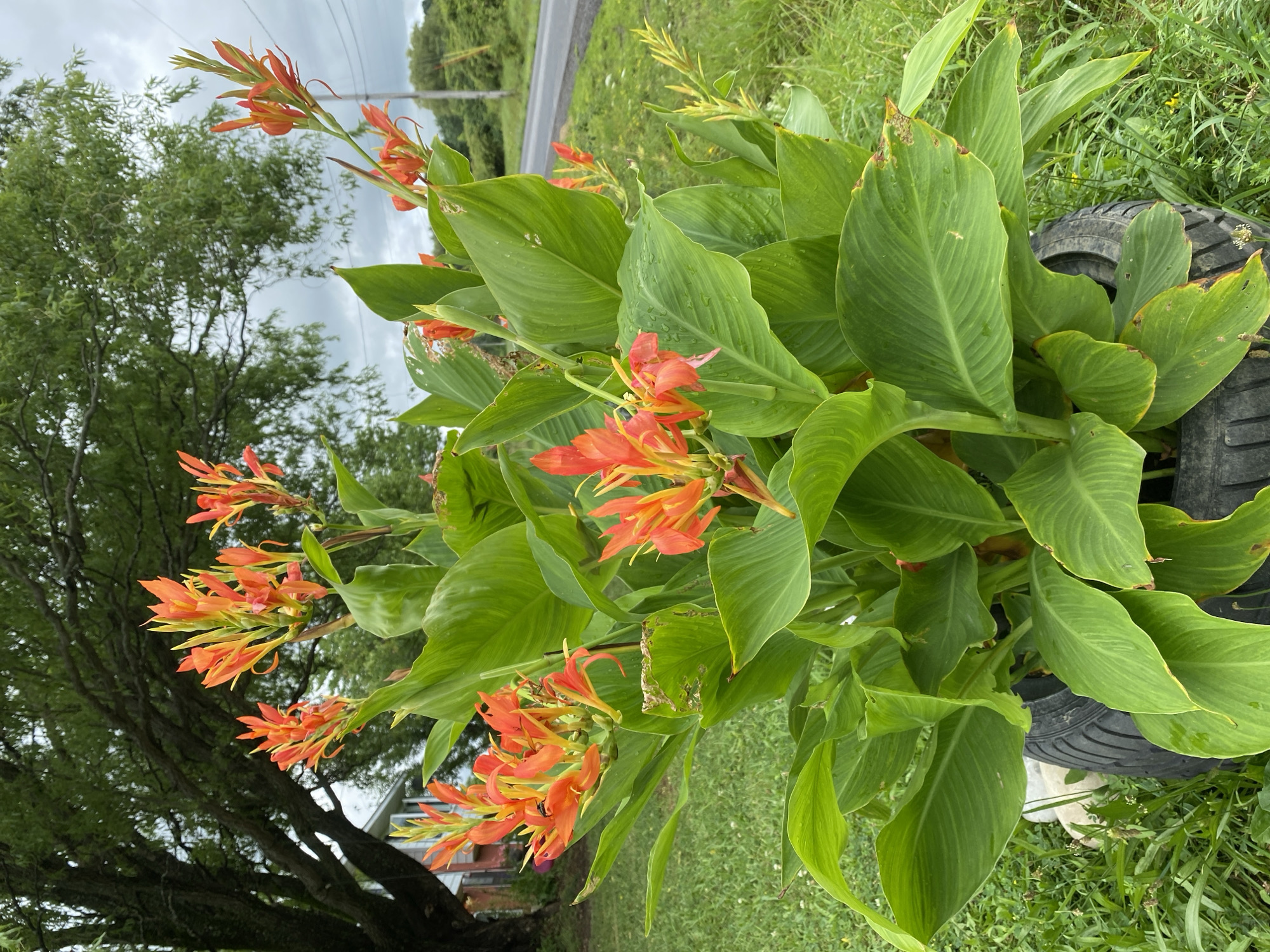 In Pattersonville, United States, a vibrant cluster of Canna lilies with striking orange and yellow blossoms and large green leaves is planted in a repurposed tire. The flowers bloom profusely on tall stalks, creating a lush display. The tire, showing signs of wear, is set amidst green grass, with a large tree and a distant road visible in the background under an overcast sky. A house is partially visible to the left, and the overall setting appears to be outdoors in a rural or suburban environment.