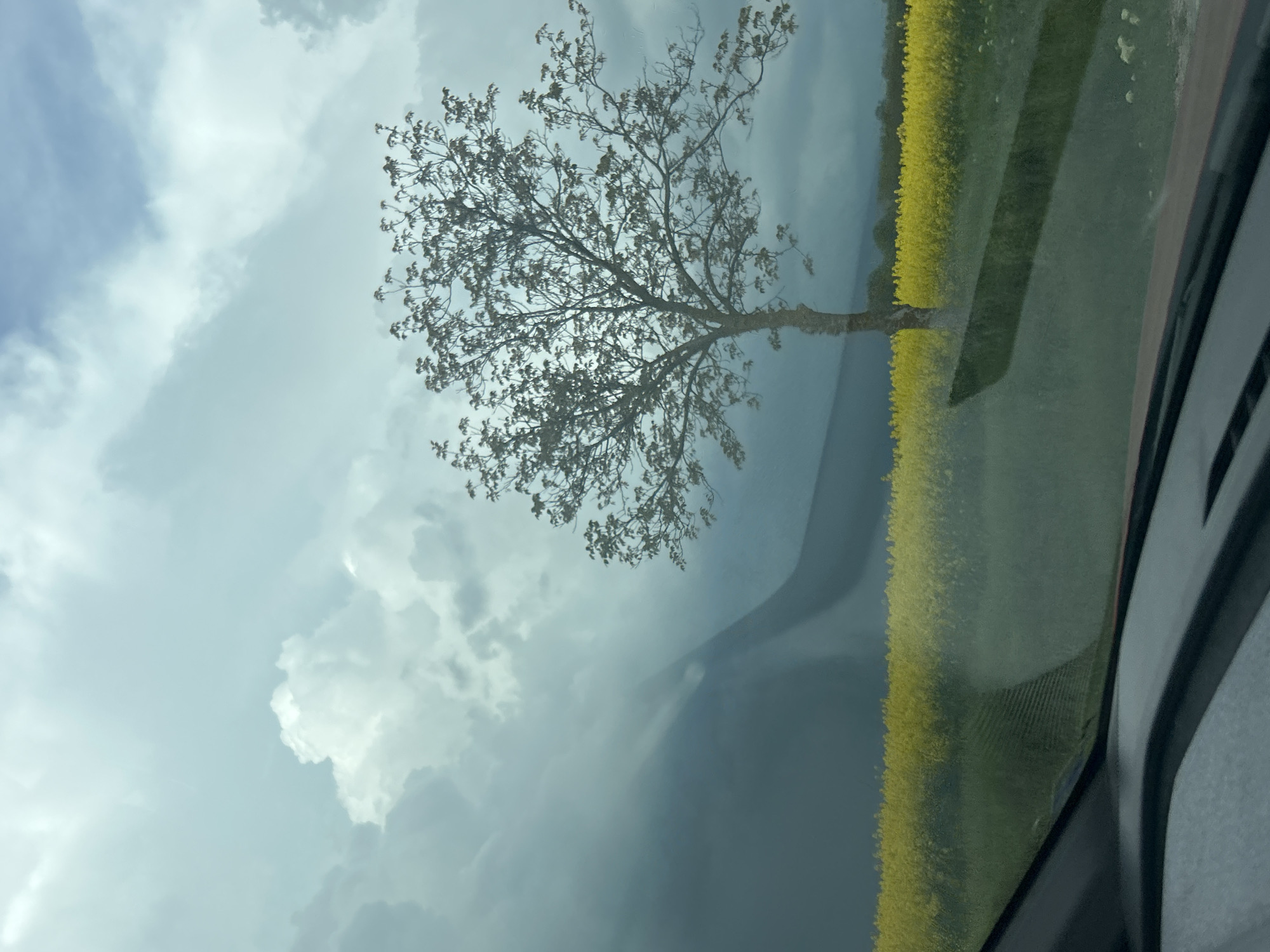 The image, taken from inside a vehicle, captures a view of a tree with sparse foliage against a backdrop of a cloudy, blue-grey sky. To the right of the tree, a field of yellow flowers extends toward what appears to be a road or path. The reflection in the vehicle's window obscures some details of the landscape, and the interior elements of the car frame the right side of the picture. The location is Unknown, Unknown.