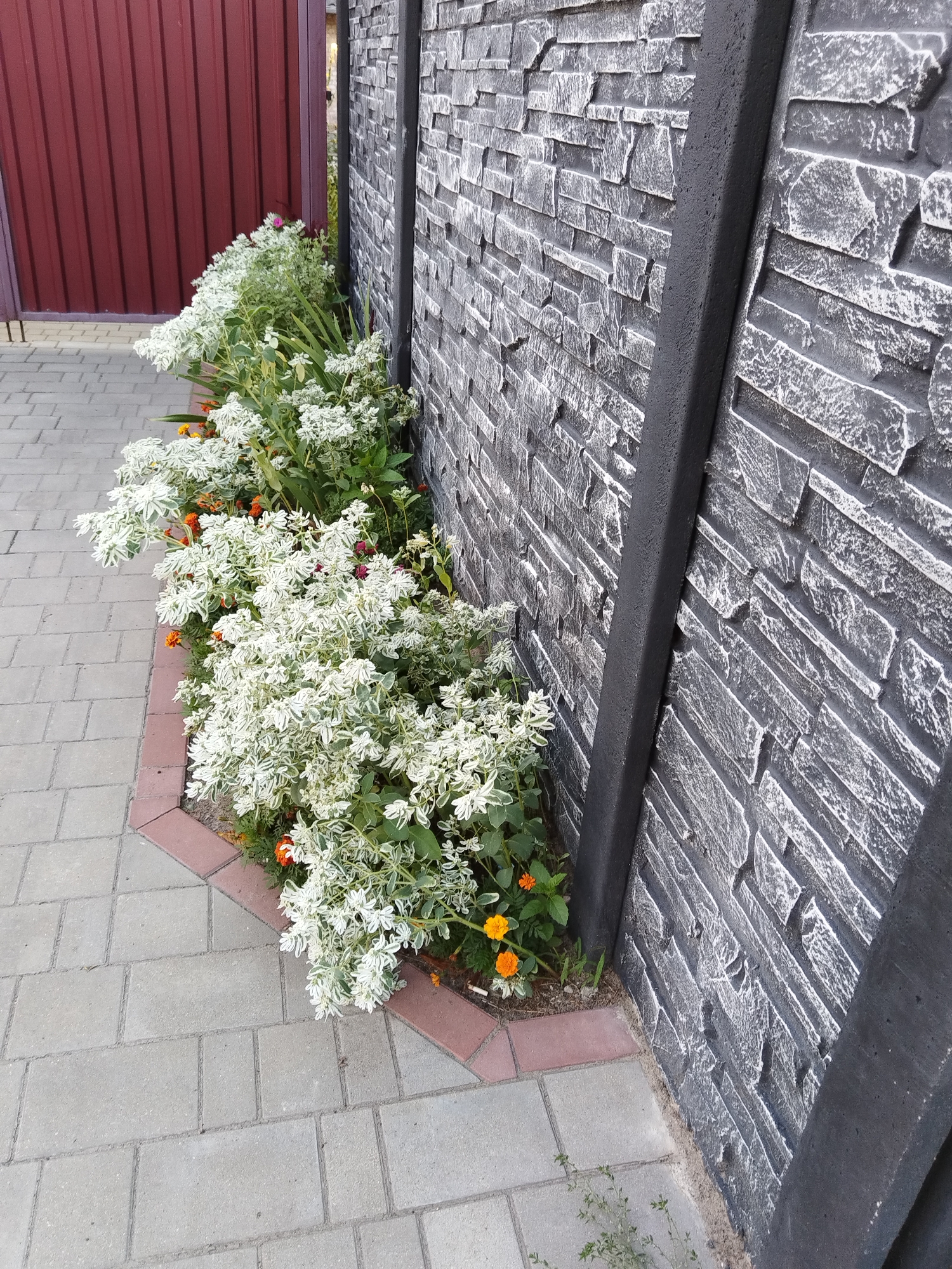 The image depicts a section of a textured, gray stone-patterned fence with dark gray vertical accents. In front of the fence, a flower bed with a brick border contains numerous white and green plants, along with a few small orange flowers. Adjacent to the flower bed is a paved walkway made of light gray rectangular bricks. To the left of the walkway and flower bed, a dark red corrugated metal fence or gate is partially visible. The scene appears to be outdoors, possibly in a residential or public area. Based on the metadata, this image was taken in Brest, Belarus.