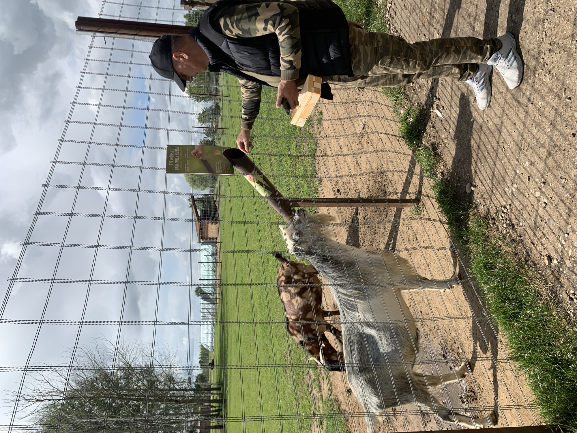 In the vicinity of Малахавецкі сельскі Савет, Belarus, a man wearing a black baseball cap, a dark vest over a camouflage long-sleeved shirt, and camouflage pants with white athletic shoes stands near a wire fence. He holds a wooden tray in his left hand and is using his right hand to feed something to a goat through a metal tube that extends from the outside of the enclosure to the inside.
Inside the fenced area, two goats are visible. The goat closest to the man, a white and grey goat with a beard, is reaching its head towards the metal tube. Further back, a brown and white spotted goat is grazing. The ground inside the enclosure appears to be dirt with some patches of grass and puddles.
Beyond the fence, a grassy field stretches out, dotted with trees. In the background, several structures covered with white sheeting are present, along with a small wooden building. The sky is partly cloudy. A sign with text and an image is attached to the fence near the man.