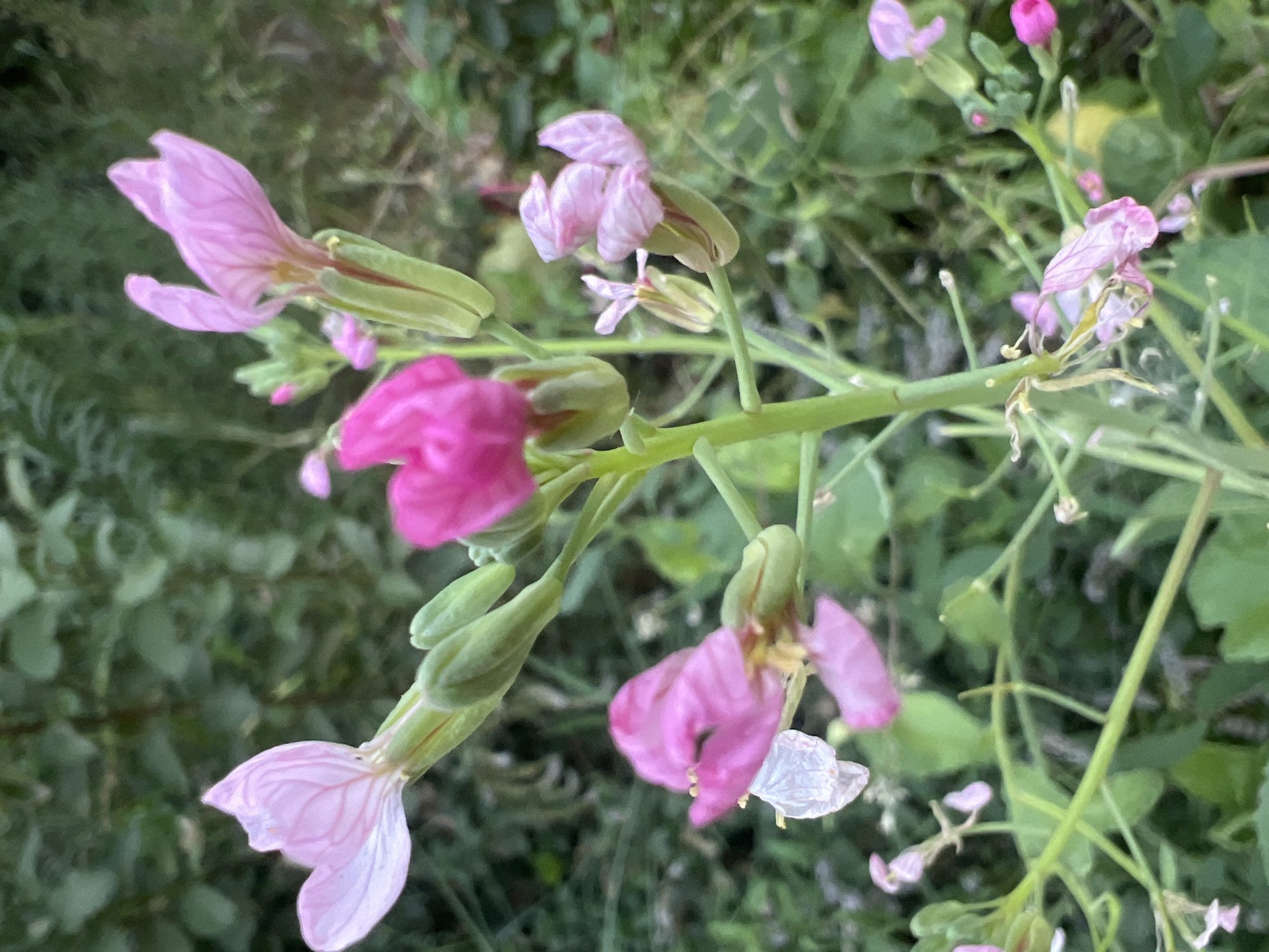 This is a close-up, medium-shot, eye-level photograph of a blooming wild radish plant in a natural, uncultivated environment. The plant features delicate, pale pink and vibrant pink flowers, some of which are unfurling while others are in bud. The flowers have a distinct, somewhat irregular shape with visible veins on their petals. The plant stem is green and upright, with numerous smaller green buds and leaves also present. The background is a soft-focus blur of green foliage, suggesting an outdoor setting in a park, garden, or natural preserve. The lighting appears to be natural daylight, casting a gentle illumination on the flowers. The image is devoid of any human presence or man-made structures, focusing solely on the botanical subject. This scene could be located in any natural or semi-natural green space within Tashkent, Uzbekistan, such as the Botanical Garden of the Academy of Sciences of Uzbekistan, a park like Amir Timur Square, or a roadside verge with natural vegetation.