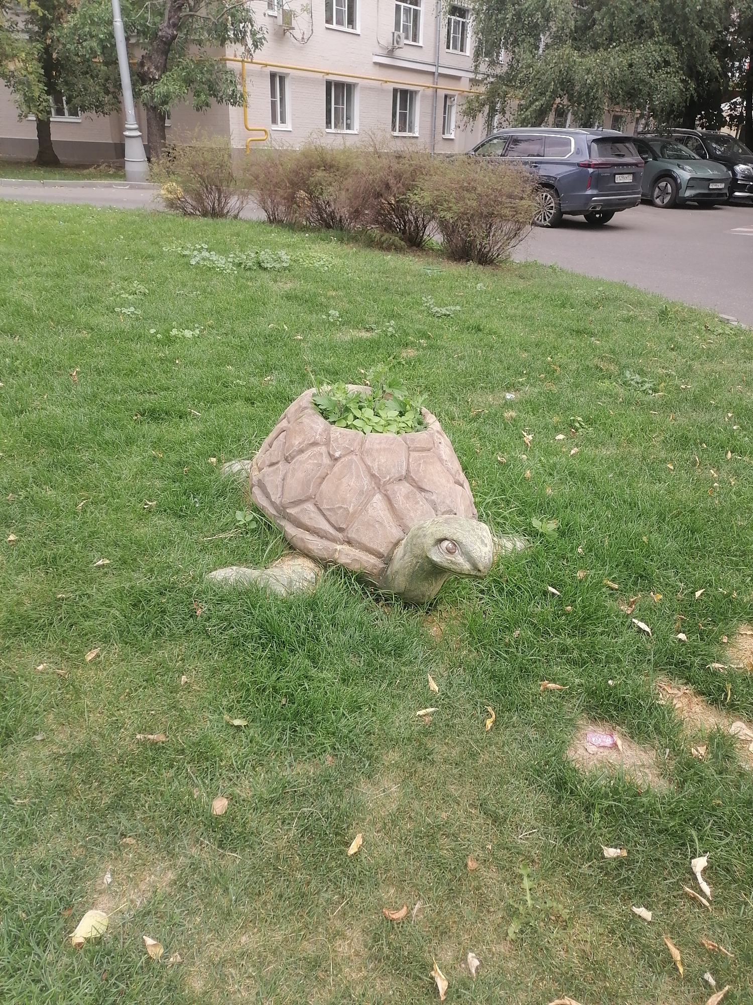 A concrete turtle planter sits on a grassy lawn in front of an apartment building. The turtle is positioned in the foreground of the image, facing left. Its shell is light brown and textured, resembling a mosaic of hexagons. The turtle's head is visible, with green skin and a single eye that appears to be looking to the left. Its front legs are extended, blending into the grass. The turtle's shell is filled with small green plants. Behind the turtle, a paved walkway runs parallel to the apartment building. Several cars are parked on the walkway, including a dark blue SUV, a green SUV, and a black SUV. The apartment building is made of light-colored brick and has several windows. Trees and bushes are visible in front of the building. The ground is covered in green grass and scattered with fallen leaves.