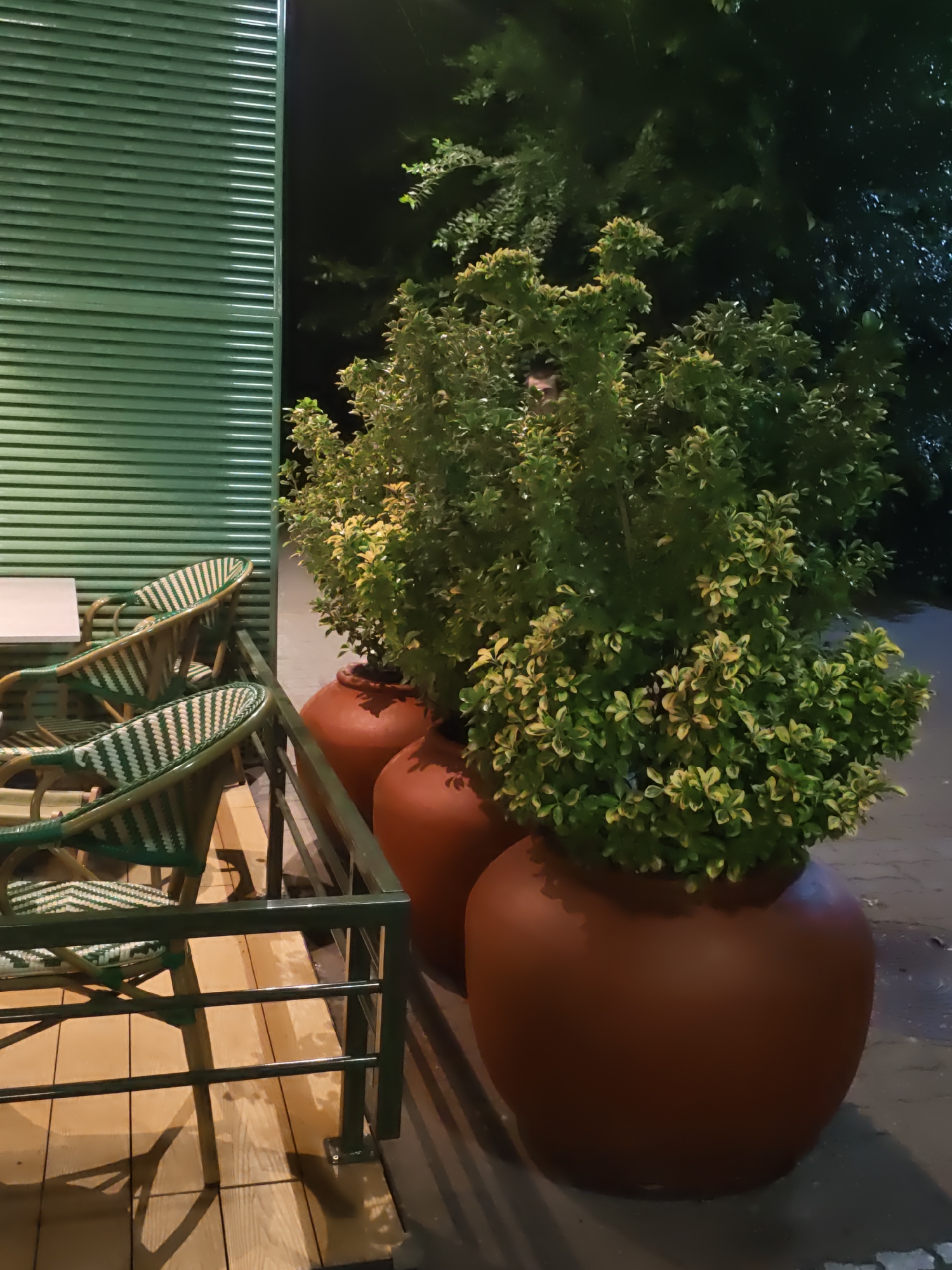 The image depicts an outdoor seating area at night, likely a cafe or restaurant, with a dark, muted color palette. On the left, a tall green structure with horizontal slatted siding is visible. To the right of this structure, several chairs with woven green and white patterned seats and backs are arranged around a table, suggesting a seating area.
Dominating the right side of the frame are three large, round, terracotta-colored planters. The largest planter in the foreground contains a lush, bushy green plant with variegated leaves, appearing healthy and well-maintained. Behind it, two smaller planters with similar plants are visible, receding into the background. The ground beneath the planters appears to be paved with a dark material, possibly asphalt or stone, with some reflective puddles or wet patches.
The overall ambiance is one of quiet evening ambiance, with artificial lighting casting shadows and highlighting the textures of the plants and furniture. The presence of chairs and a table implies this is a public space designed for patrons to relax or dine. There are no visible people or specific landmarks that definitively place this scene in Rostov-on-Don, Russia.