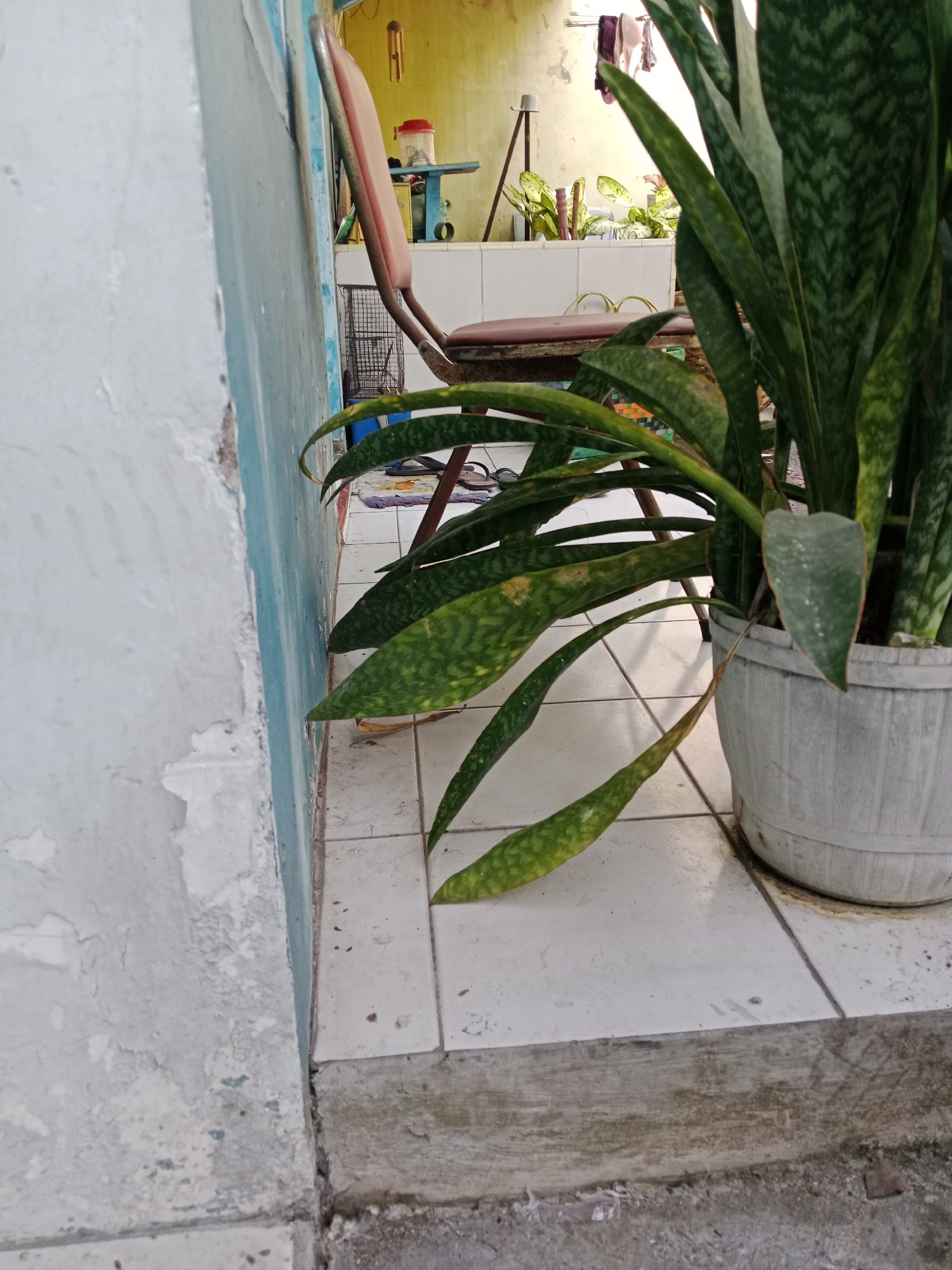 The image depicts an outdoor scene, likely a backyard or patio area, in a residential setting. A light blue-painted wall with peeling paint is on the left side of the frame. To the right of the wall, white tiled flooring leads to a concrete step. A large potted snake plant is situated on the tiled area, its long, patterned leaves extending towards the viewer. Behind the plant, a portion of a chair with a red seat and metal legs is visible, along with a white tiled surface that appears to be a counter or sink area. Various objects are present on this surface, including what looks like a red-lidded container and a drying rack with some clothing hanging on it. In the background, a yellow-painted wall is visible, suggesting a covered or enclosed outdoor space. The overall impression is one of a simple, somewhat weathered, domestic environment. Given the context of Kediri City, Indonesia, this scene is typical of the outdoor spaces found in many Indonesian homes, often used for utility and plants.