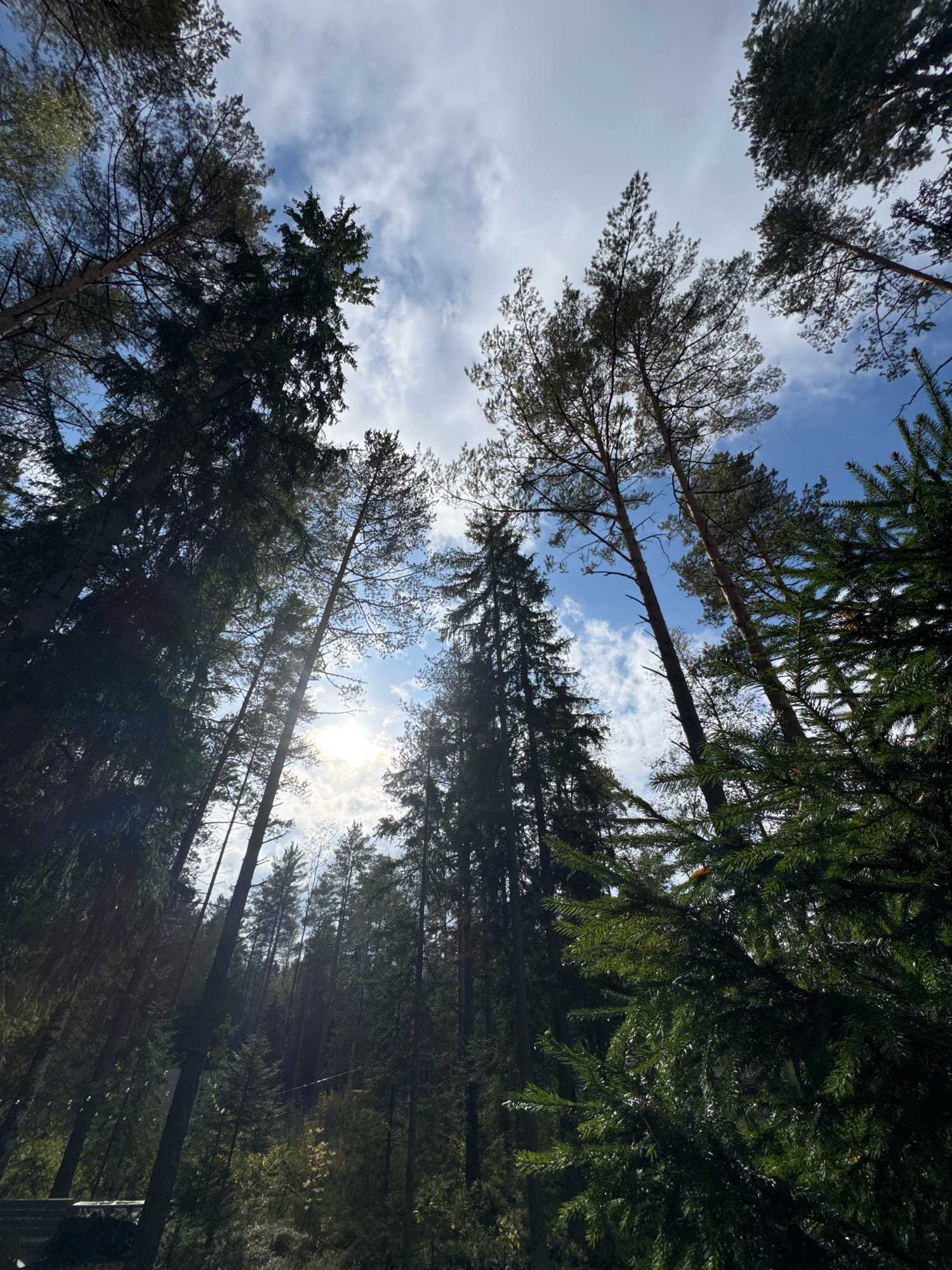 The image shows a view looking up through tall pine trees towards a bright sky with scattered clouds. The sun is visible, creating lens flare and illuminating some of the foliage. The trees are dense and appear to be in a natural forest setting. There are no people or specific landmarks visible to indicate a precise location within Arfa, Russia, but the environment suggests a wooded area. The time of day appears to be daytime, likely late morning or early afternoon given the angle of the sun.