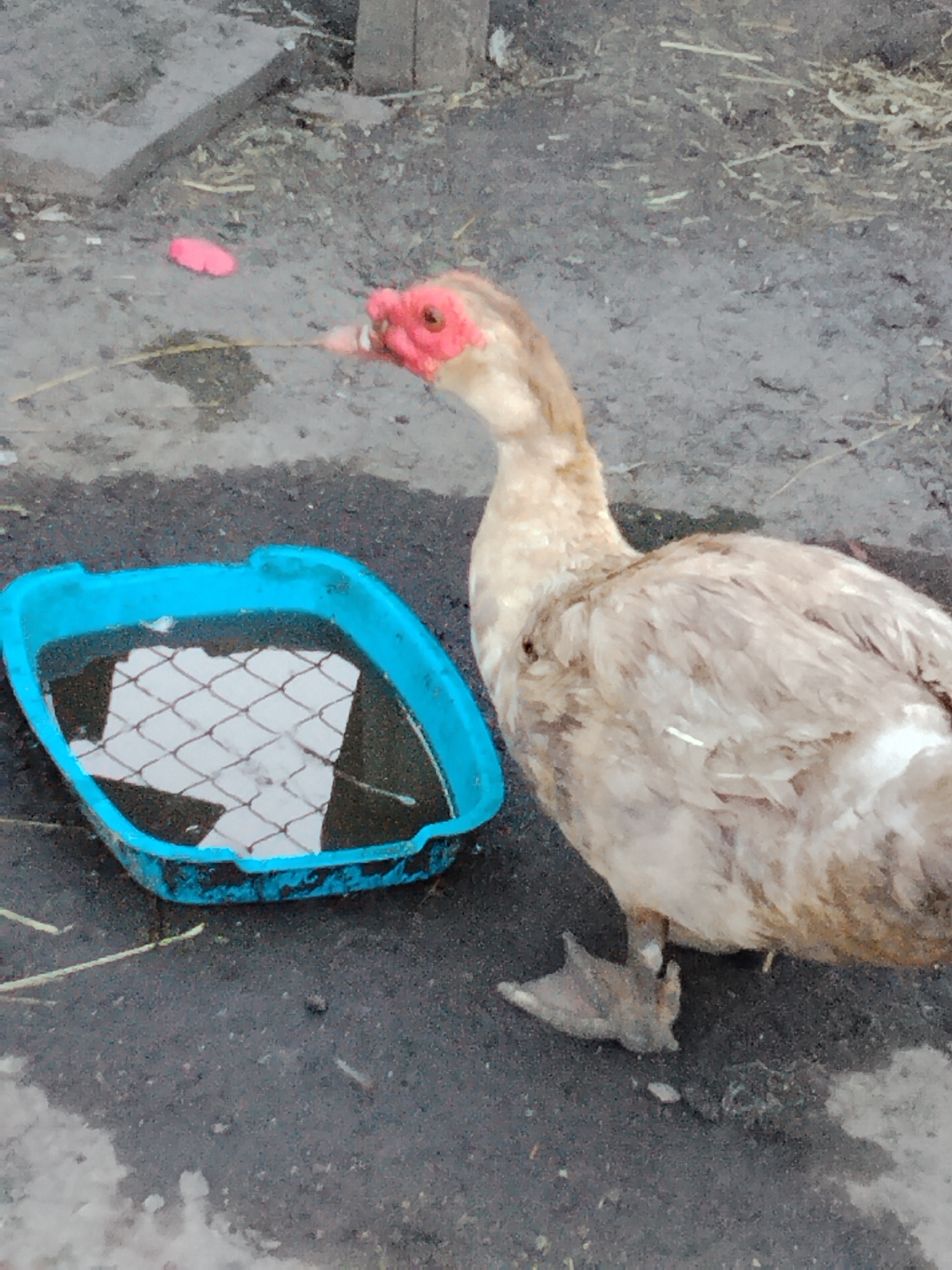 An adult Muscovy duck with buff-colored plumage and a red facial cere stands on a dark, dirt-and-gravel ground. The duck is positioned to the right of the frame, facing left, with its head slightly lowered. In front of the duck and to the left, a bright blue plastic basin is filled with dark water, in which a white, diamond-patterned object, possibly a piece of netting or a grate, is submerged. A thin, pink object, possibly a piece of food, lies on the ground between the duck's head and the basin. The ground appears damp in places, with some scattered straw or dry grass. In the background, a wooden post is visible. The scene is outdoors, likely in a rural or farmyard setting. This image was taken in Ustyvytsia, Ukraine.