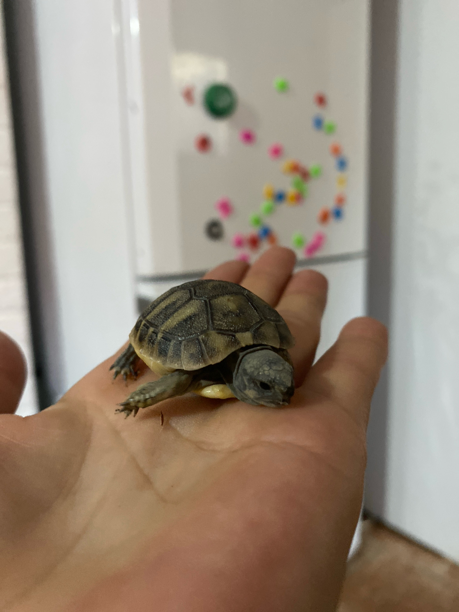 A juvenile tortoise is resting on a person's palm, with its head peeking out from under its shell. The tortoise has a patterned shell with dark lines on a lighter background. Its skin is a grayish-green. The person's hand is open, showing the lines and texture of the skin. In the background, a white surface, likely a refrigerator, is visible with colorful magnets scattered across it. The lighting suggests an indoor setting. The image was taken in Zgrade, Montenegro.