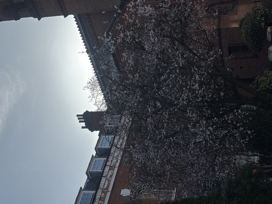 The image displays an exterior scene featuring architectural elements and a blooming tree under a bright sky. In the foreground, a large deciduous tree, silhouetted against the bright background, is covered in numerous small white blossoms. Its dark branches are visible through the flowers.
Behind the tree, two brick buildings are partially visible. The structure on the left is a multi-story building constructed of red brick, topped with a dark, sloped roof featuring four white-framed dormer windows. Below the roofline, a white wooden fascia shows visible signs of peeling paint and wear. A brick chimney stack with three flues is prominently positioned on the roof. On the left side of this building, a tall arched window with a decorative black metal grille is present.
To the right, a larger red brick structure, possibly part of a tower or a different building section, rises with a distinct, stepped upper profile. A dark, ridged roofline or parapet extends across the top of the scene, connecting to this structure.
The sky is bright and hazy, indicating a strong light source, likely the sun, positioned behind the buildings, which creates a backlighting effect. Dark green shrubbery is visible in the lower corners of the frame, partially obscuring the base of the tree and buildings. No individuals, actions, or specific interactions are depicted. The location is an unknown area within the city of Unknown, Unknown.