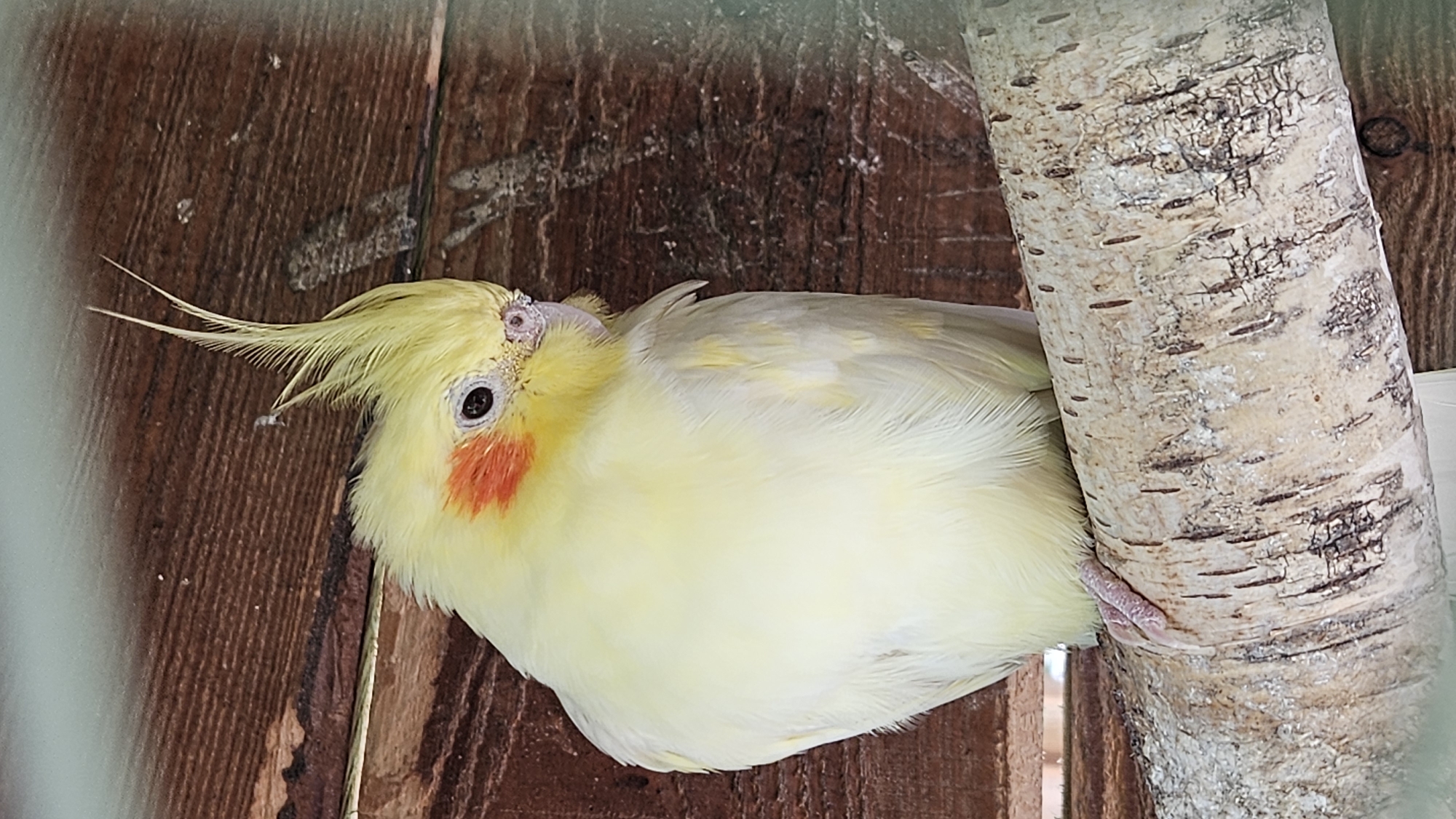 A light yellow cockatiel with orange cheek patches and a spiky crest perches on a textured, light-colored branch. The bird is facing to the right, with its head slightly tilted down. Behind the bird and branch, a wooden wall with horizontal planks serves as the background. The image captures the bird in a close-up, vertical orientation. The location is the city of Prešov, Slovakia.