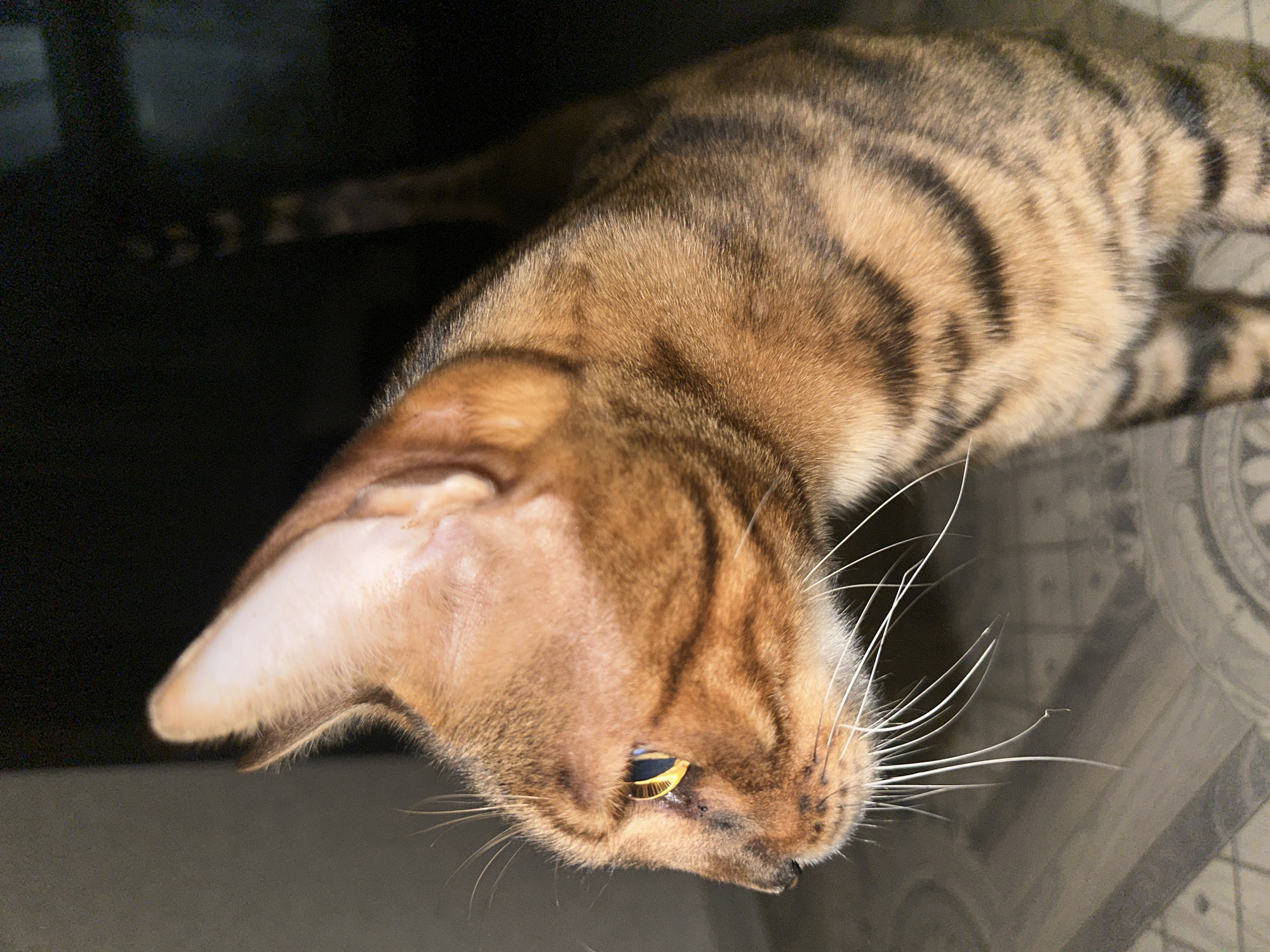 The image is a close-up, side profile shot of a brown tabby cat, likely a Bengal breed due to its distinct markings and golden eyes. The cat is looking to the left of the frame with its head slightly tilted up. Its fur displays a pattern of dark stripes against a lighter brown background, and it has prominent white whiskers. The background is dark and out of focus, with a faint hint of what appears to be patterned flooring. There is no indication of the city of Energetik, Russia, or any other specific location within the image itself. The lighting appears to be dim, possibly from a flash or artificial light source.