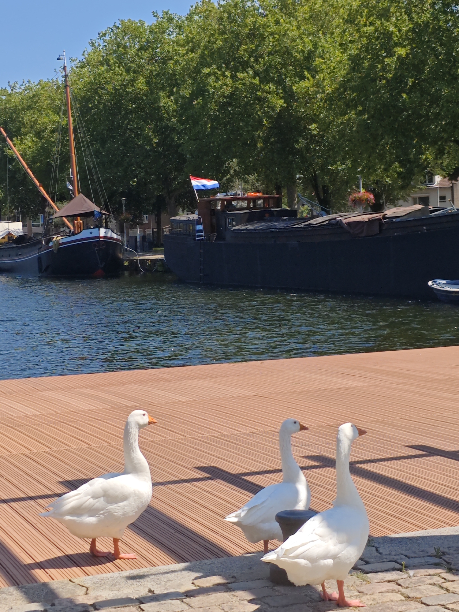 Three white geese are standing on a wooden dock. In the background, there are two boats docked in a canal. The canal is lined with trees, and behind the trees, there are buildings. A Dutch flag is flying on one of the boats. The sky is blue. The scene is likely located in Tilburg, Netherlands, given the Dutch flag and the presence of canals and boats. The image appears to have been taken during the daytime on a sunny day.