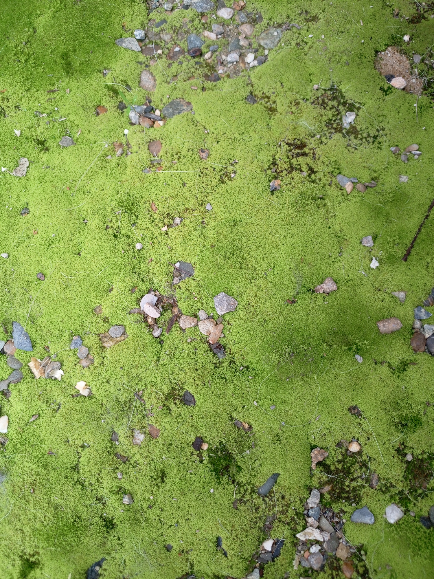 The image shows a patch of bright green moss interspersed with small pebbles and occasional patches of darker organic matter. The moss covers the majority of the ground area visible in the image. The pebbles are varying shades of gray, brown, and white. A thin branch is also visible in the top right corner. The location is not specified.