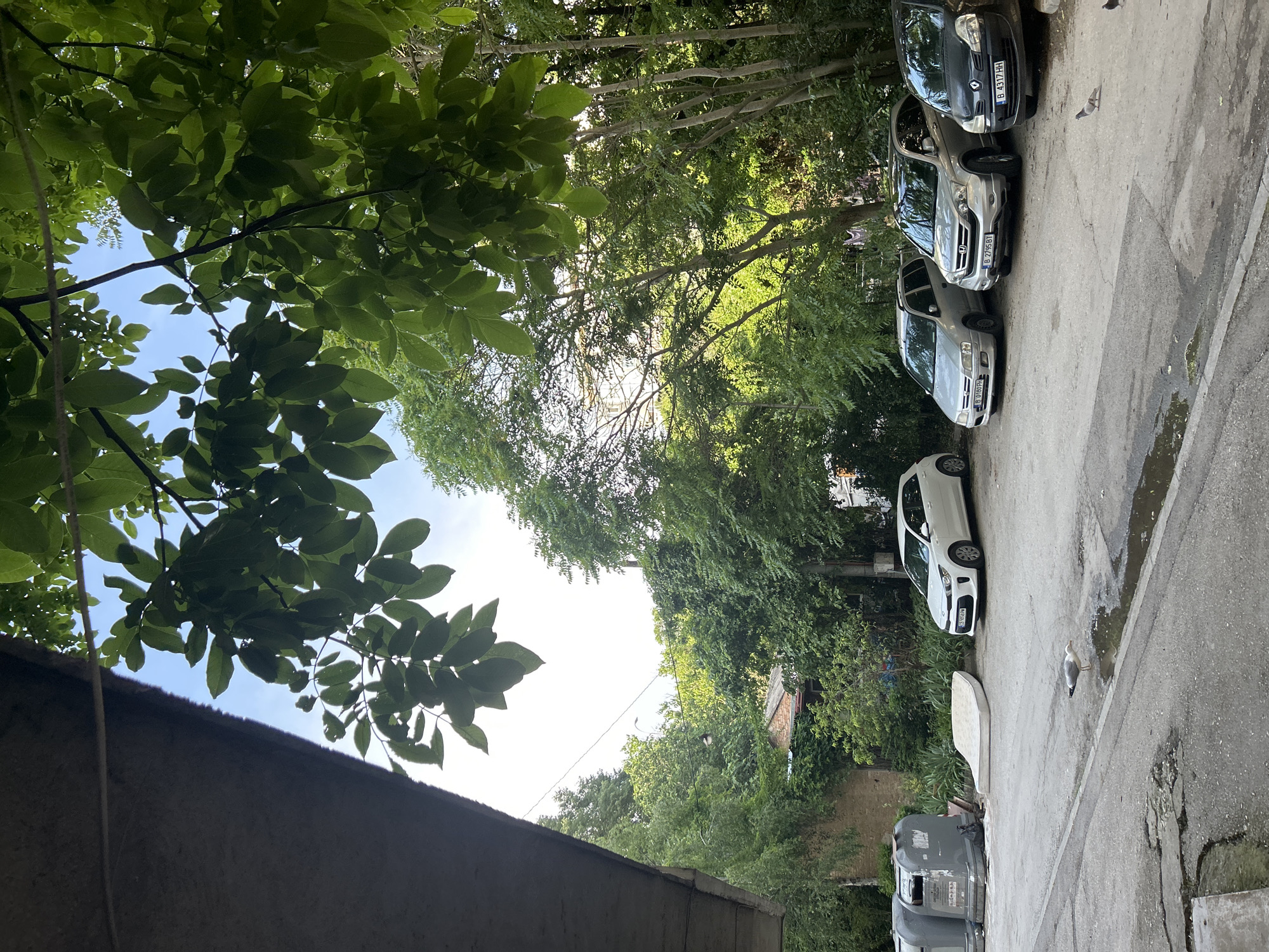 The image depicts an outdoor scene in Varna, Bulgaria, as specified. However, license plates on the parked vehicles display codes for Sofia ("B") and Gabrovo ("CB"), not Varna. The upper portion of the frame is dominated by a dense canopy of vibrant green deciduous leaves under a clear, light blue sky with minimal cloud cover. A dark, textured concrete or asphalt structure, possibly an overhang or roof edge, is visible in the upper left corner, partially obscuring the sky and foliage. A thin, dark line, likely a wire, stretches horizontally across this structure.
Below the tree canopy, lush green foliage forms a dense background, with various trees and bushes. A small, reddish-brown brick building with a dark tiled roof is partially visible amidst the greenery in the mid-left background. A street light with a dark pole is faintly discernible among the trees further back. Sunlight filters through the leaves, creating dappled lighting in parts of the mid-ground and background.
The lower half of the image features a paved surface, likely an asphalt or concrete street or parking area. This surface exhibits signs of wear, including cracks, potholes, and areas of repair, with several puddles of water reflecting the sky. On the left side of the paved area, two large, grey communal waste or recycling bins are positioned. Adjacent to these bins, a cream-colored, stained mattress lies discarded on the ground.
Five vehicles are parked along the right side of the paved area, facing generally towards the left. From left to right within the parked group: a partially obscured white car, a white Kia hatchback (license plate CB 9598 PM), a silver Honda CR-V (license plate B 0180 PH), another silver Honda CR-V (license plate B 2795 BT), and a dark grey or black Renault Clio (license plate B 4317 HH). A dark utility pole with wires extends upwards from the far right edge of the frame, partially hidden by trees and a car.
Fauna present include a seagull standing prominently in the foreground on the paved surface near a puddle, facing towards the right. Two pigeons are visible further back on the paved surface near the parked cars on the right, with one partially obscured. No human subjects are visible in the scene.