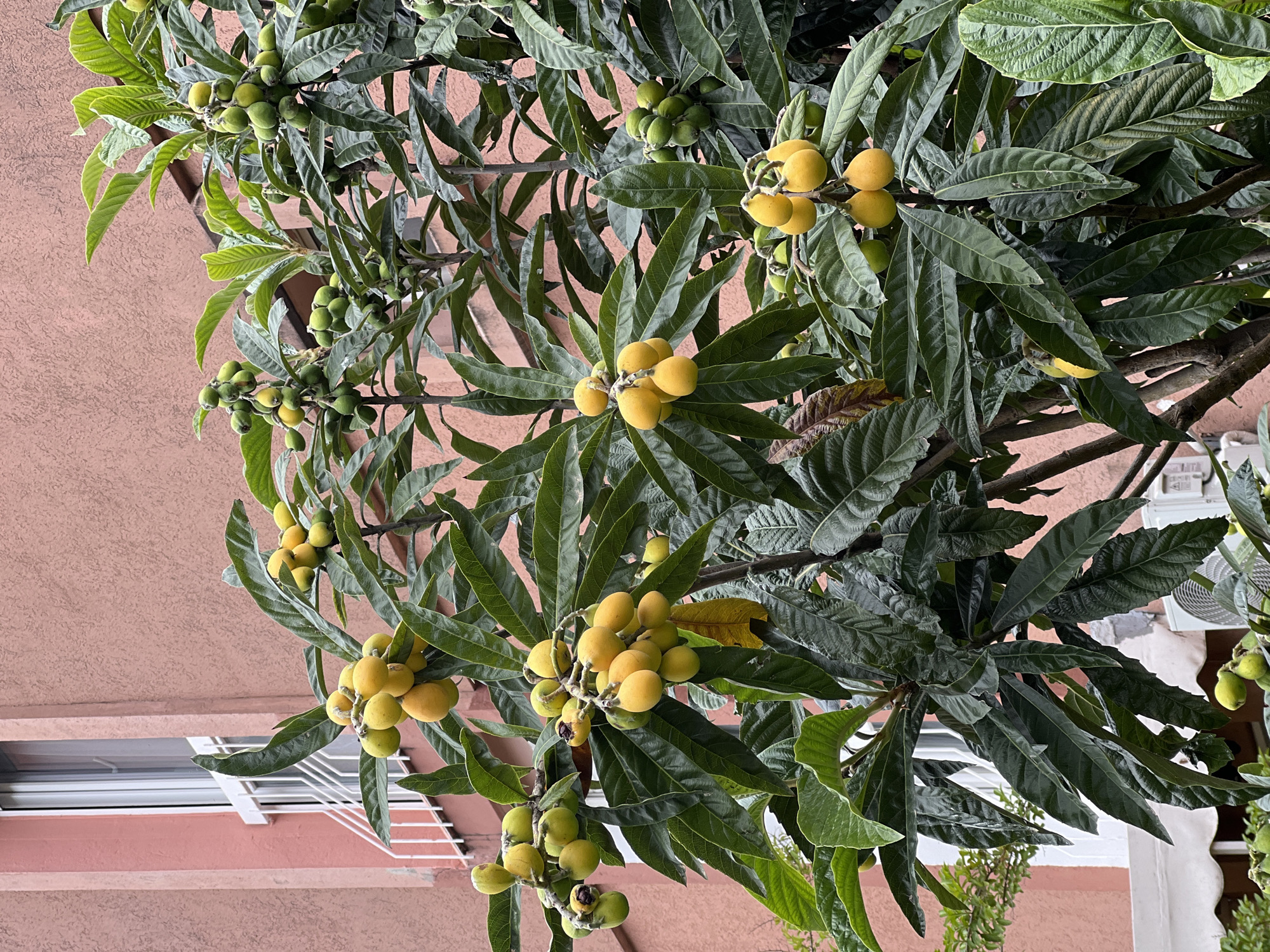 A loquat tree, laden with both green and yellow fruit clusters, extends towards the upper portion of the frame. The tree's dark green leaves, long and pointed, contrast with the ripening fruit. The backdrop reveals a peach-colored building with a window. From the context clues of a previous request, this image is likely taken in the city of Budva, Montenegro.