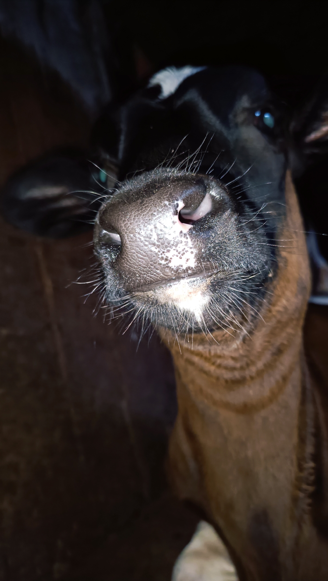 The image is a close-up, low-angle shot of a calf's muzzle and head. The calf is dark brown with a white marking on its forehead. Its eyes are visible and appear to be a light blue or green. The muzzle is wet and textured, with coarse hairs around it. The background is dark and out of focus, suggesting an indoor environment such as a barn or stable. There is no indication of the city of Karsha, Russia, in the image.