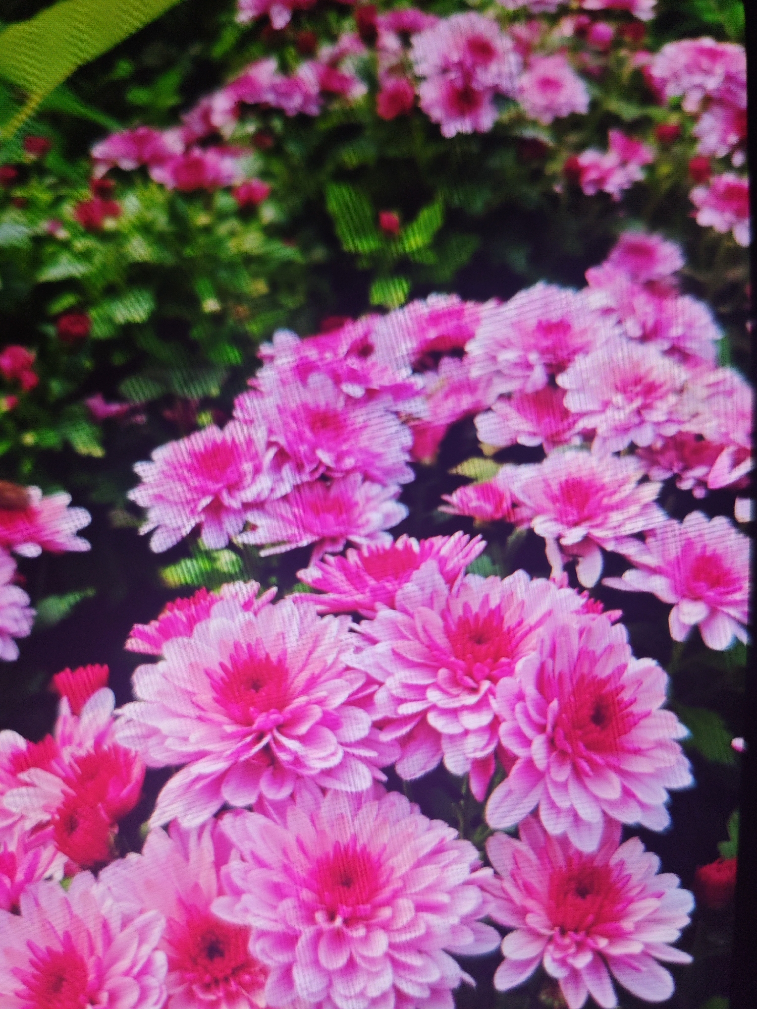 A close-up, slightly blurry, overhead shot shows a dense collection of bright pink chrysanthemums against a dark, out-of-focus background of green foliage and occasional red buds. The flowers are varied in their bloom stage, with some fully open, revealing their intricate petal structure and darker pink centers, while others are still beginning to unfurl. The lighting appears to be natural, casting soft shadows and highlighting the vibrant hues of the petals. The scene is filled with a sense of abundance and natural beauty.