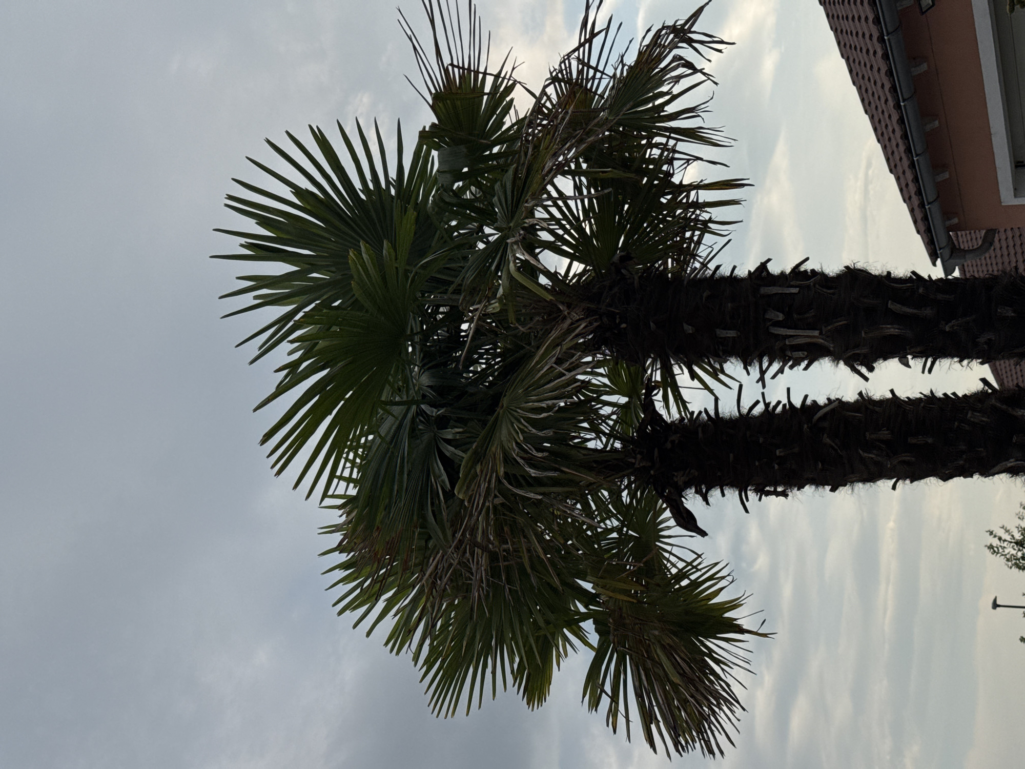 The image depicts two palm trees silhouetted against a cloudy sky. The palm trees have dark, rough trunks and large, fan-shaped fronds. The fronds are a dark green color, and some of them appear dry or damaged. In the lower right corner of the image, the roof of a building is visible, with red tiles and a white gutter. The sky is a pale gray, with some lighter patches suggesting clouds breaking up. The overall impression is that of an outdoor scene, possibly in a residential area, given the presence of the building. The specific location in Wettstetten, Germany, is not visually discernible from the image itself, but the description is provided based on the prompt's context.