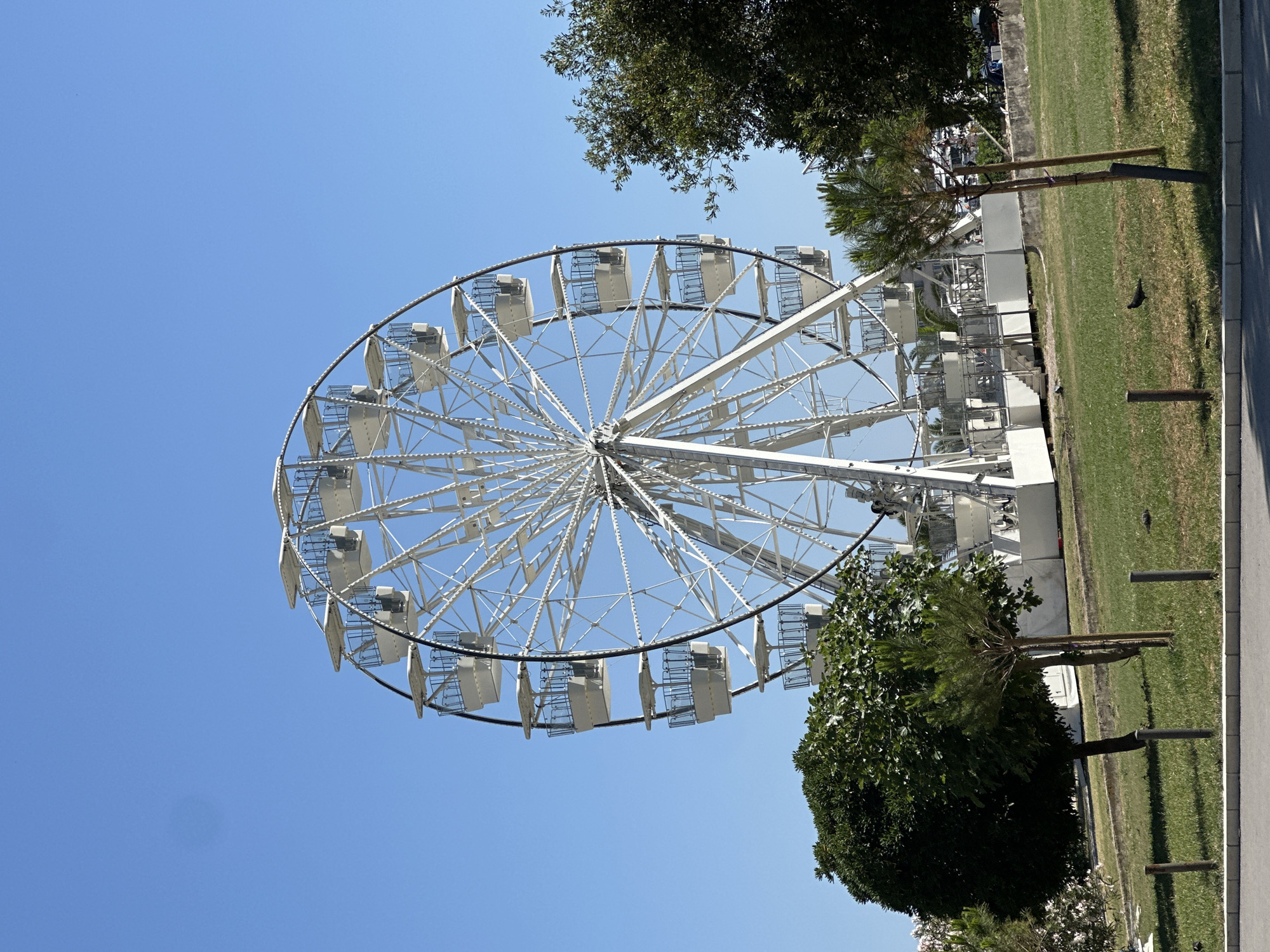 A large white Ferris wheel stands in the center of a park area in Budva, Montenegro, under a clear blue sky. The Ferris wheel has numerous white gondolas with black railings. In the foreground, a green lawn is dotted with several small trees and some wooden posts. A dark-colored bird is visible on the grass. In the background, behind the Ferris wheel, is a blurred view of other park amenities and some parked vehicles. The overall impression is a sunny day at an amusement or recreational area.