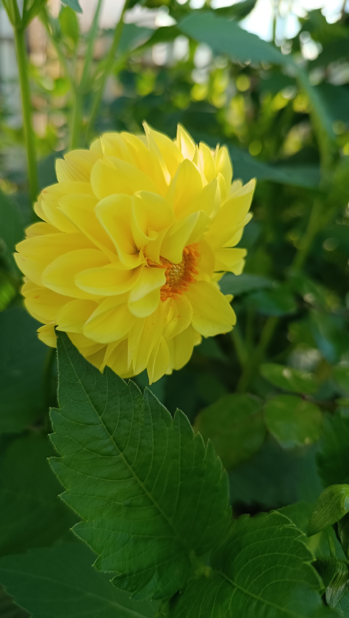 A close-up, vertical shot captures a vibrant yellow dahlia flower in full bloom, set against a backdrop of lush green foliage. The flower's petals are tightly packed and layered, creating a voluminous and textured appearance. At the center of the bloom, a cluster of smaller, orange-hued florets is visible. In the foreground, a large, serrated green leaf partially obscures the lower portion of the flower. The background consists of softly blurred green leaves and stems, with some areas of bright, out-of-focus light suggesting sunlight filtering through. The scene is likely an outdoor garden setting, typical of a residential area or park. The image does not contain any specific landmarks or elements that would allow for pinpointing a location within the city of Karsha, Russia, or any other city.