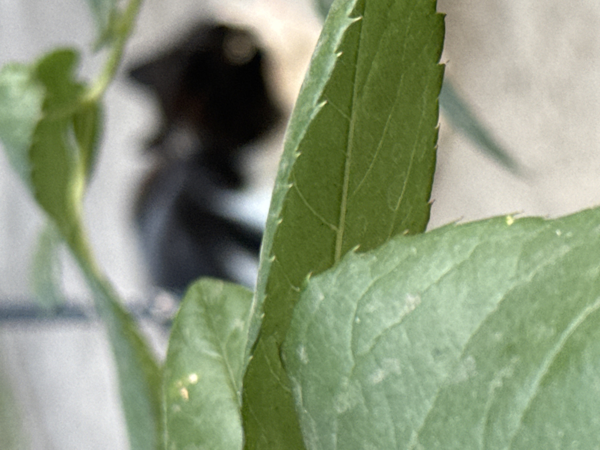 An out-of-focus, close-up shot shows a black cat partially visible behind a green leaf in Piatykhatky, Ukraine. The cat appears to be lying down, with its head and part of its body visible. The leaf in the foreground is detailed, with serrated edges. The background is blurred, showing a neutral-colored surface, possibly concrete or pavement.