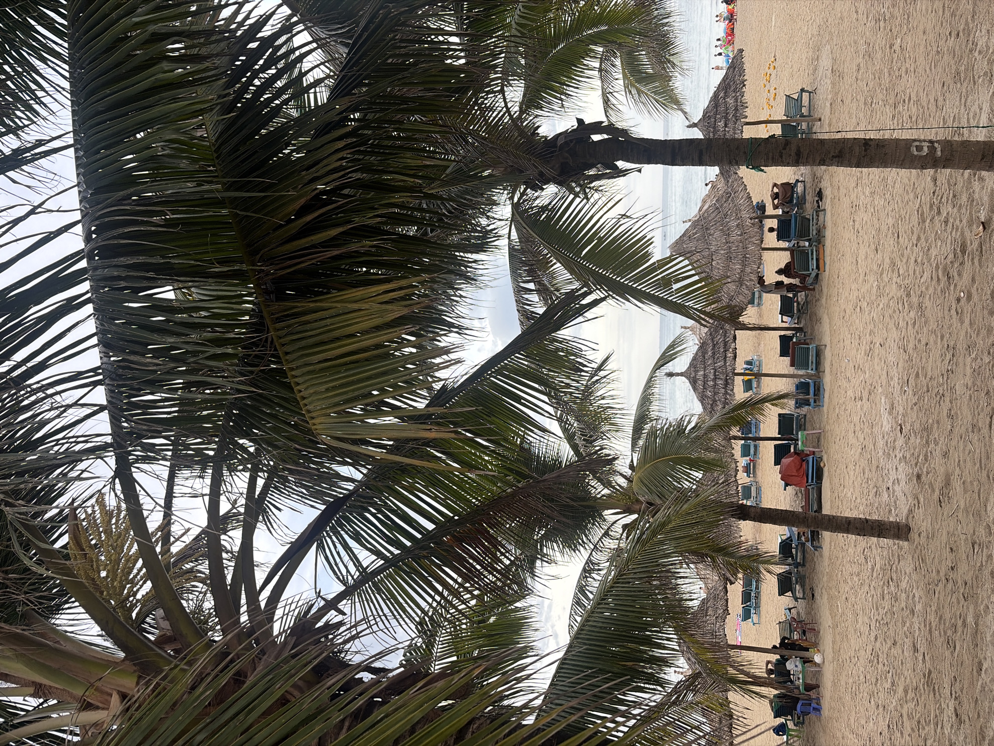 A group of beach umbrellas with thatched roofs are set up on a sandy beach, with lounge chairs underneath them. Several people are seated or lying on the chairs, relaxing. A palm tree is in the foreground, with its fronds obscuring part of the sky. In the background, the ocean is visible, with a few people swimming or standing near the water. The overall scene suggests a tropical resort or a popular tourist destination.