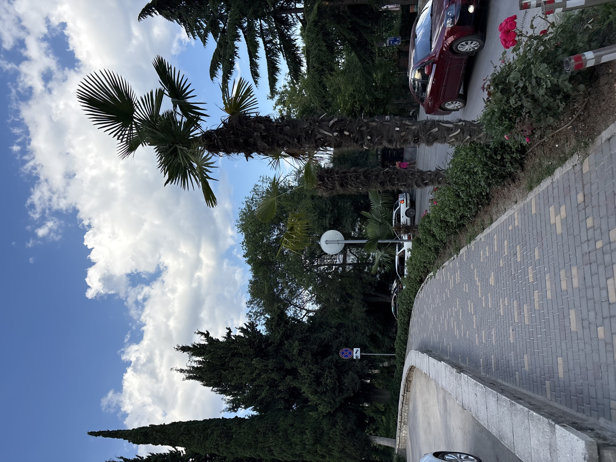 The image depicts a paved walkway curving along a street in Alushta, Ukraine. Tall, dark green coniferous trees line the left side of the walkway, with a low stone wall bordering the paved area. On the right side of the street, a red sedan is driving away from the camera. Several palm trees, one particularly tall and shaggy, stand between the walkway and the street. Lush green bushes and a few pink roses are visible along the street. The sky above is blue with scattered white clouds. In the background, more trees and some parked cars can be seen. A street sign with a red circle and a diagonal bar, indicating no parking, is mounted on a pole near the coniferous trees.