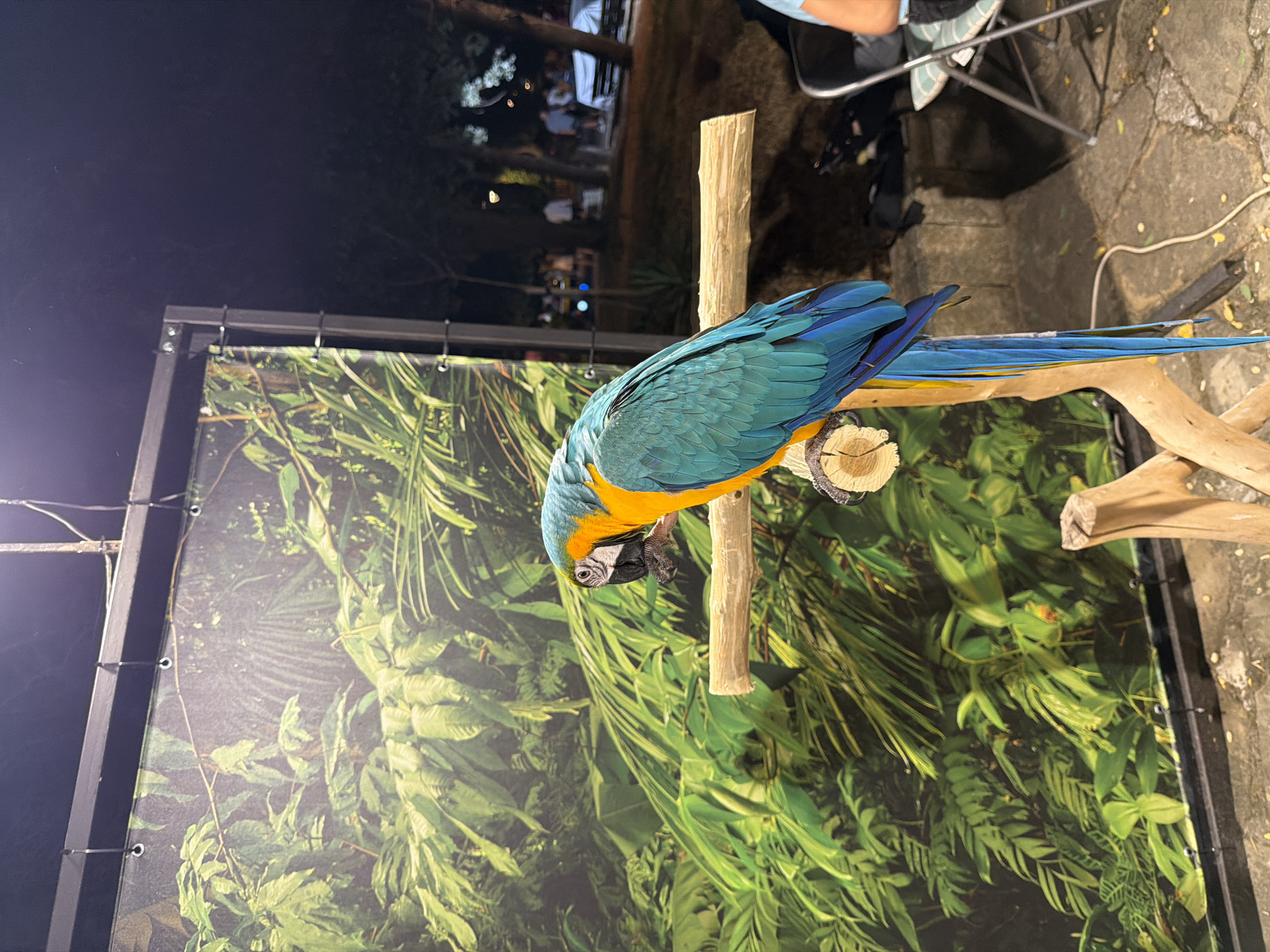 A vibrantly colored blue and gold macaw is perched on a wooden stand in front of a backdrop depicting lush green foliage. The bird is facing left, with its head turned slightly, revealing its black beak and intelligent eyes. Its blue feathers are brilliant, contrasting with its yellow chest and neck. The backdrop appears to be a large banner or printed wall, creating an illusion of a tropical environment.
In the background, beyond the immediate setup, the scene transitions to an outdoor evening setting. Several blurred figures of people are visible, suggesting a public space like a park or an outdoor event. There are also trees and some outdoor furniture, including chairs. The lighting indicates it is after dusk, with artificial lights illuminating the area.
This scene appears to be from the town of Sozopol, Bulgaria. The combination of the distinct avian subject, the backdrop, and the outdoor evening ambiance suggests a possible exhibition, educational display, or a tourist attraction within Sozopol. The ground is paved with stone or concrete.