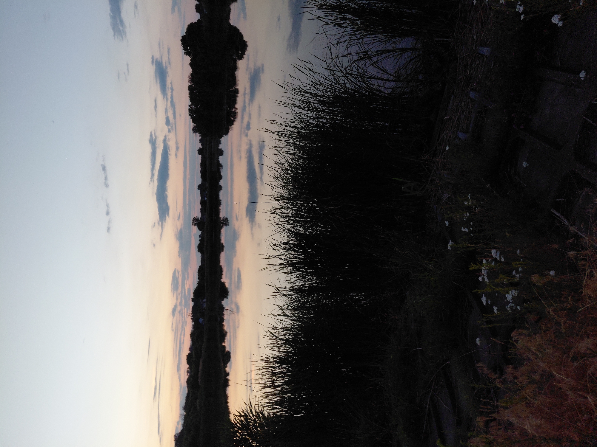This is a photograph of a calm lake at dusk, located in the city of Ustyvytsia, Ukraine. The sky is a pale blue, transitioning to soft pink and orange hues near the horizon, with scattered clouds. The water's surface is a mirror, reflecting the sky and the silhouetted trees and vegetation along the distant bank. In the foreground, tall, dark reeds and grasses create a dense border along the water's edge. Scattered among the reeds are small white flowers. The ground in the immediate foreground is dark and appears to be covered with dry vegetation and some decaying wooden structures. The overall impression is one of tranquility and the peaceful end of the day.