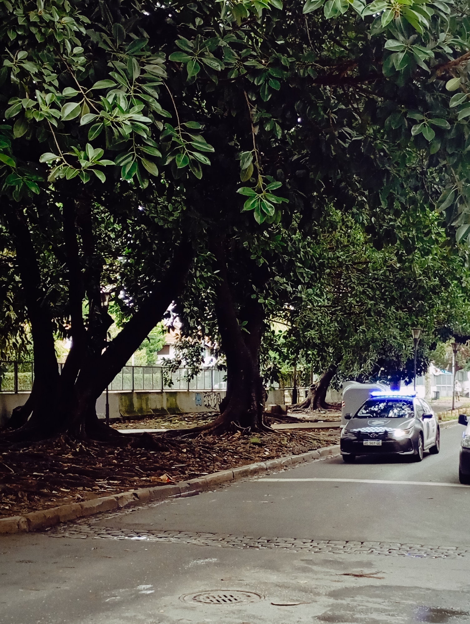 The image depicts a street scene in Buenos Aires, Argentina. A police vehicle with active blue flashing lights is visible on the street, facing the viewer. The vehicle has the license plate "AE 567 02". Large trees with extensive root systems line the street, casting shadows on the pavement and ground. A low fence or barrier can be seen behind the trees. The street surface appears to be a mix of pavement and cobblestone. The lighting suggests a daylight scene.
