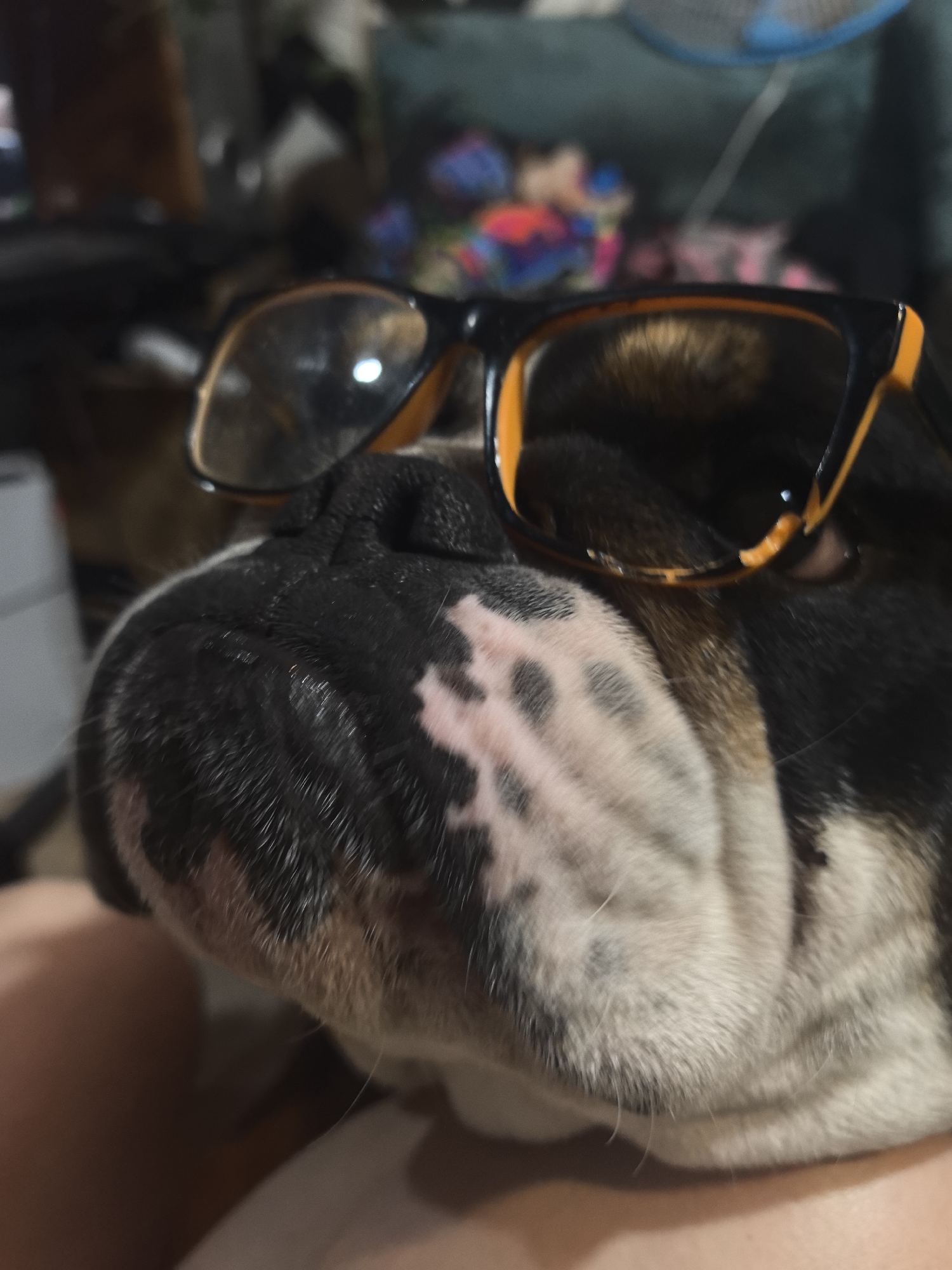 A close-up photograph shows the head of a black, white, and tan bulldog wearing black and orange eyeglasses. The dog's wrinkled nose and snout are prominently displayed, with the glasses resting on its head. The background is blurred, but furniture and other objects are visible, including what appears to be a fan. No information is provided that indicates the image location is in the city of Noviy, Russia.
