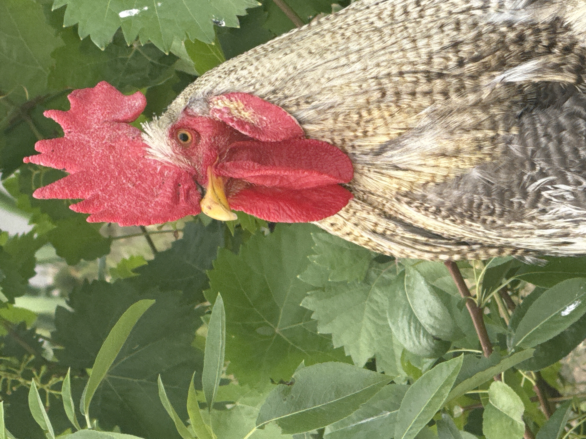 A close-up, waist-up shot captures a rooster's head and chest against a backdrop of green foliage. The rooster's comb is a vibrant red, its wattles are also red and pendulous, and its beak is yellow. Its eye is visible and appears to be yellow with a black pupil. The rooster's feathers are a mix of brown, white, and black, with a textured appearance. The foliage behind the rooster is lush and green, with visible leaves and branches. The scene appears to be outdoors, possibly in a rural or garden setting in Shcherbanka, Ukraine. No people are present in the image.
