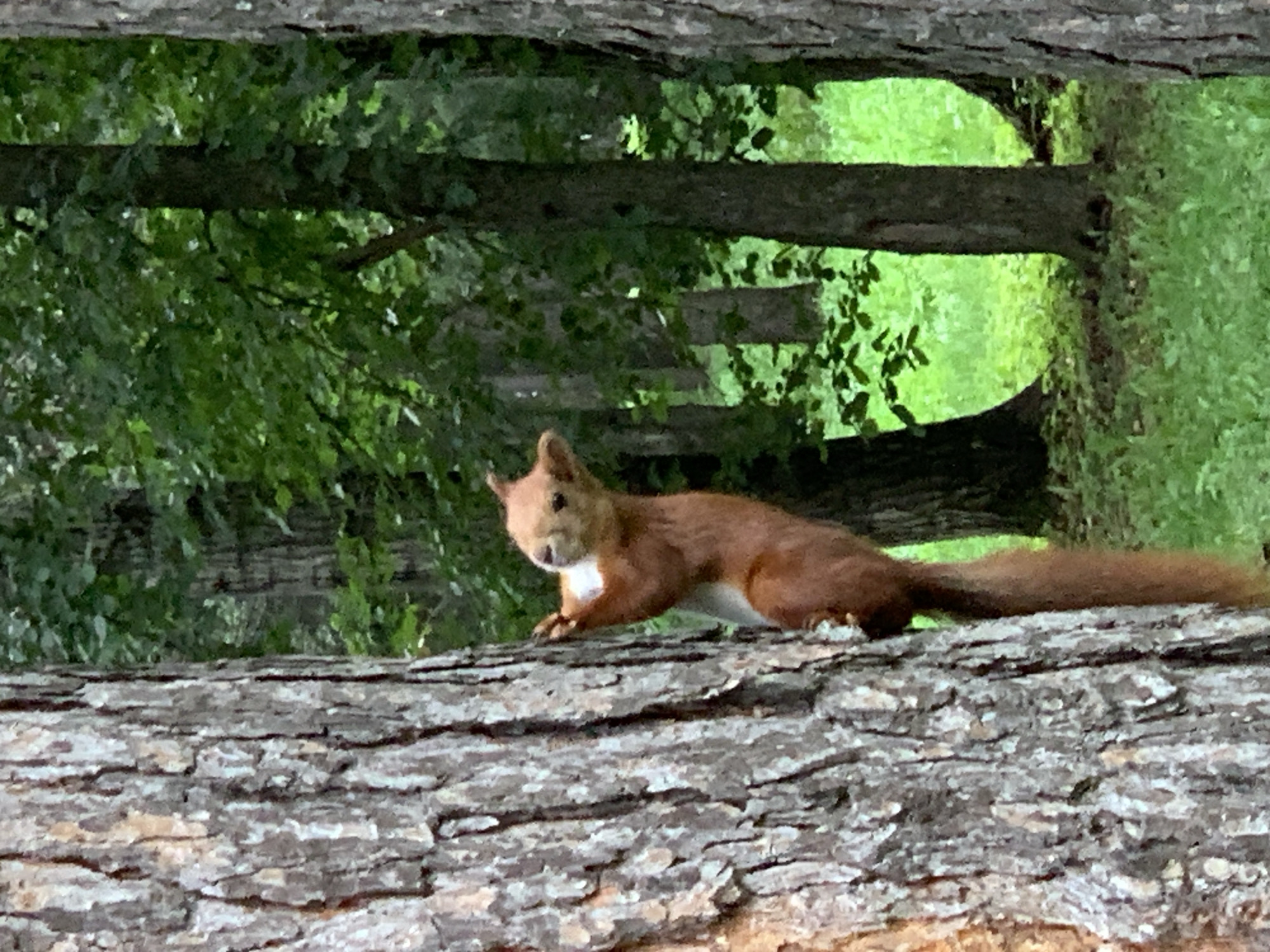 A red squirrel is climbing a tree in a forest. The squirrel is facing left and looking towards the camera with its mouth open. The squirrel has a long bushy tail. The tree trunk is large and has rough bark. The background is a forest with many trees and green foliage. The ground is covered with grass and some fallen leaves. The lighting is natural and the scene appears to be in daylight. The image does not provide information about the location in Prokopyevsk, Russia.