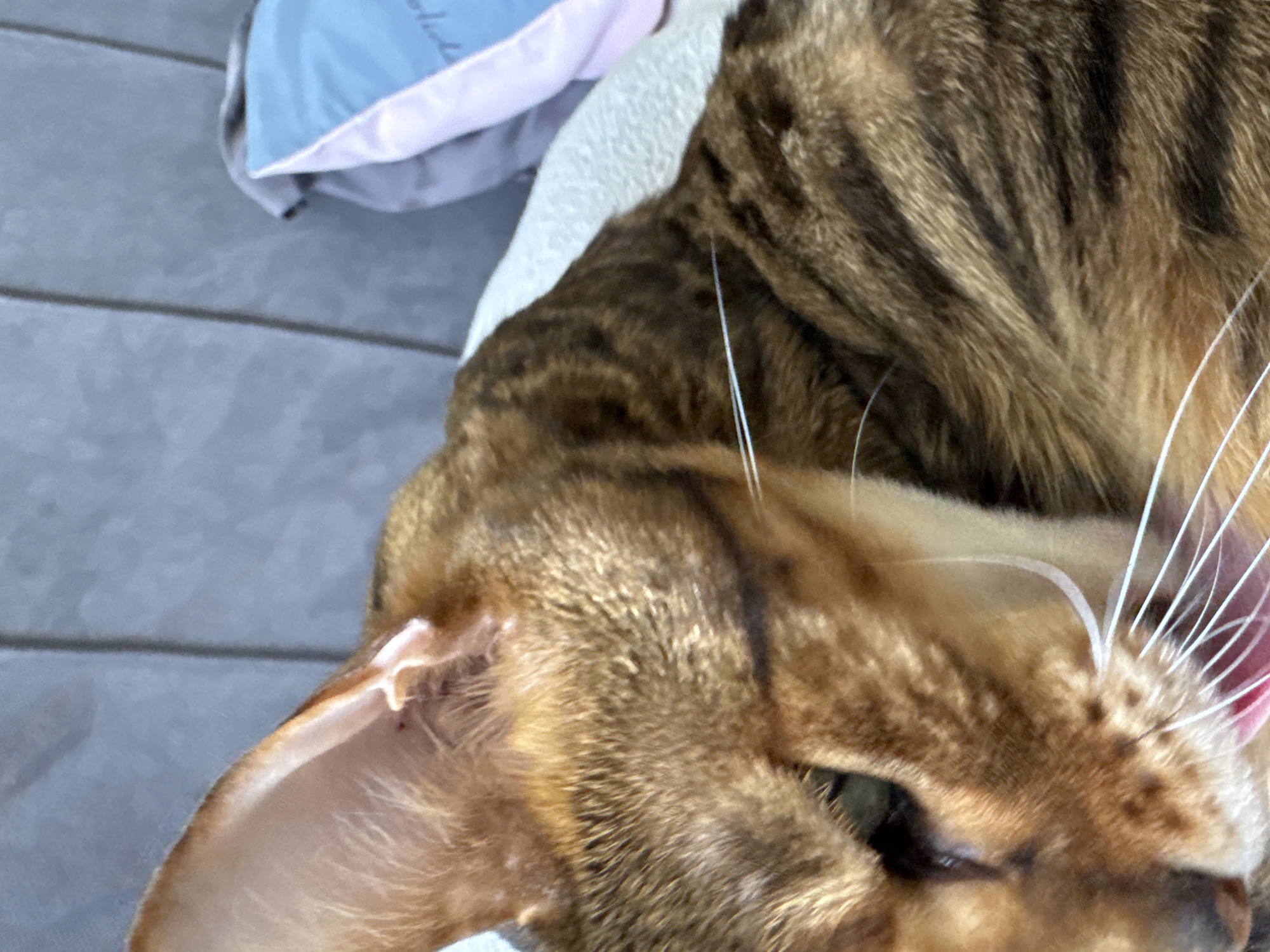 A close-up image depicts a tabby cat with brown and black stripes. The cat is lying down, with its head turned to the side, exposing the ear and some of the face. The cat's whiskers are visible, and the pink tongue is partially extended. The background includes a pillow with a light blue and pink cover. The surface the cat is lying on appears to be a gray, textured material.