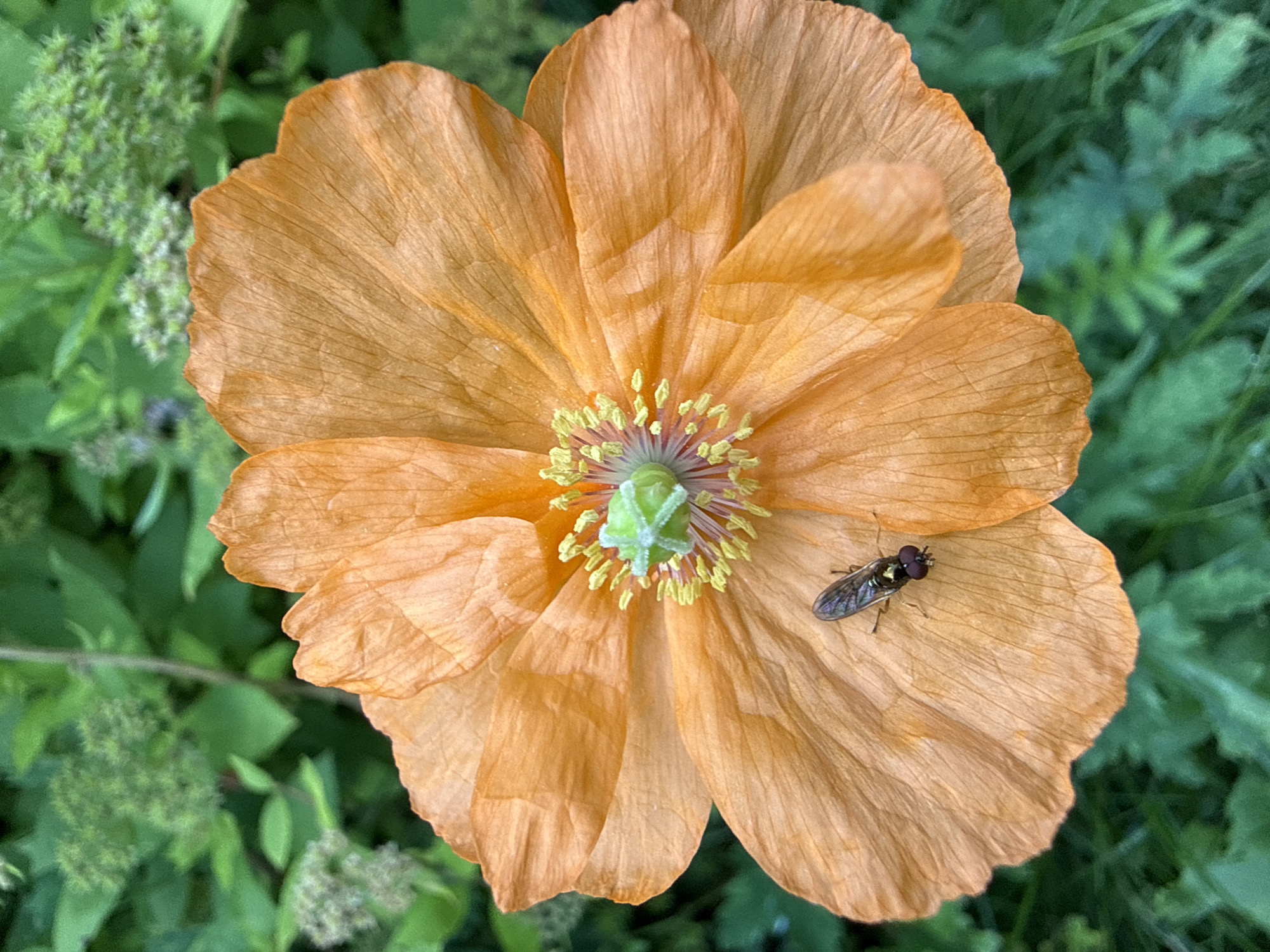 A close-up, overhead shot captures an orange poppy flower in full bloom, set against a backdrop of blurred green foliage. A hoverfly, with its distinctive striped abdomen and large compound eyes, is perched on one of the poppy's delicate petals. The flower's center reveals yellow stamens surrounding a green pistil. The image appears to be taken outdoors, likely in a garden or natural setting, given the presence of lush greenery. The specific location within Залесье Снт, Russia is not visually discernible from the image itself.