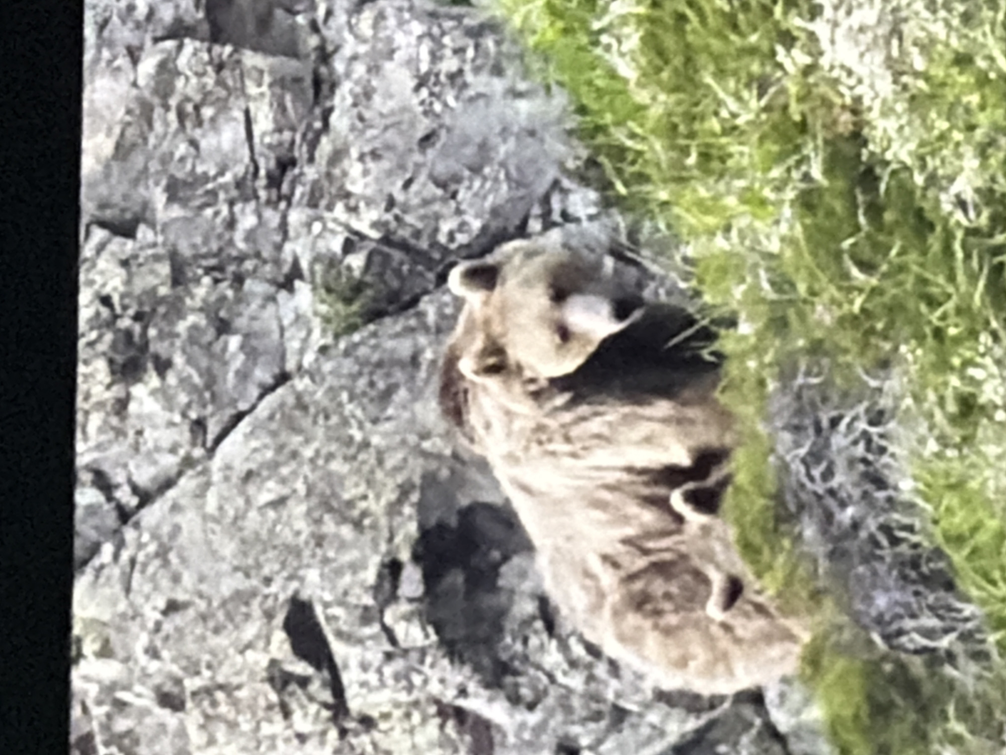 A grizzly bear stands on a grassy hillside in front of a rocky cliff face. The bear is facing the camera, with its head slightly lowered and its mouth open. The bear's fur is a light brown color, and its claws are visible on its paws. The hillside is covered in green grass and moss, and the rocky cliff face is made up of gray and brown rocks. The scene is lit by natural sunlight. The location is Unknown, Unknown.