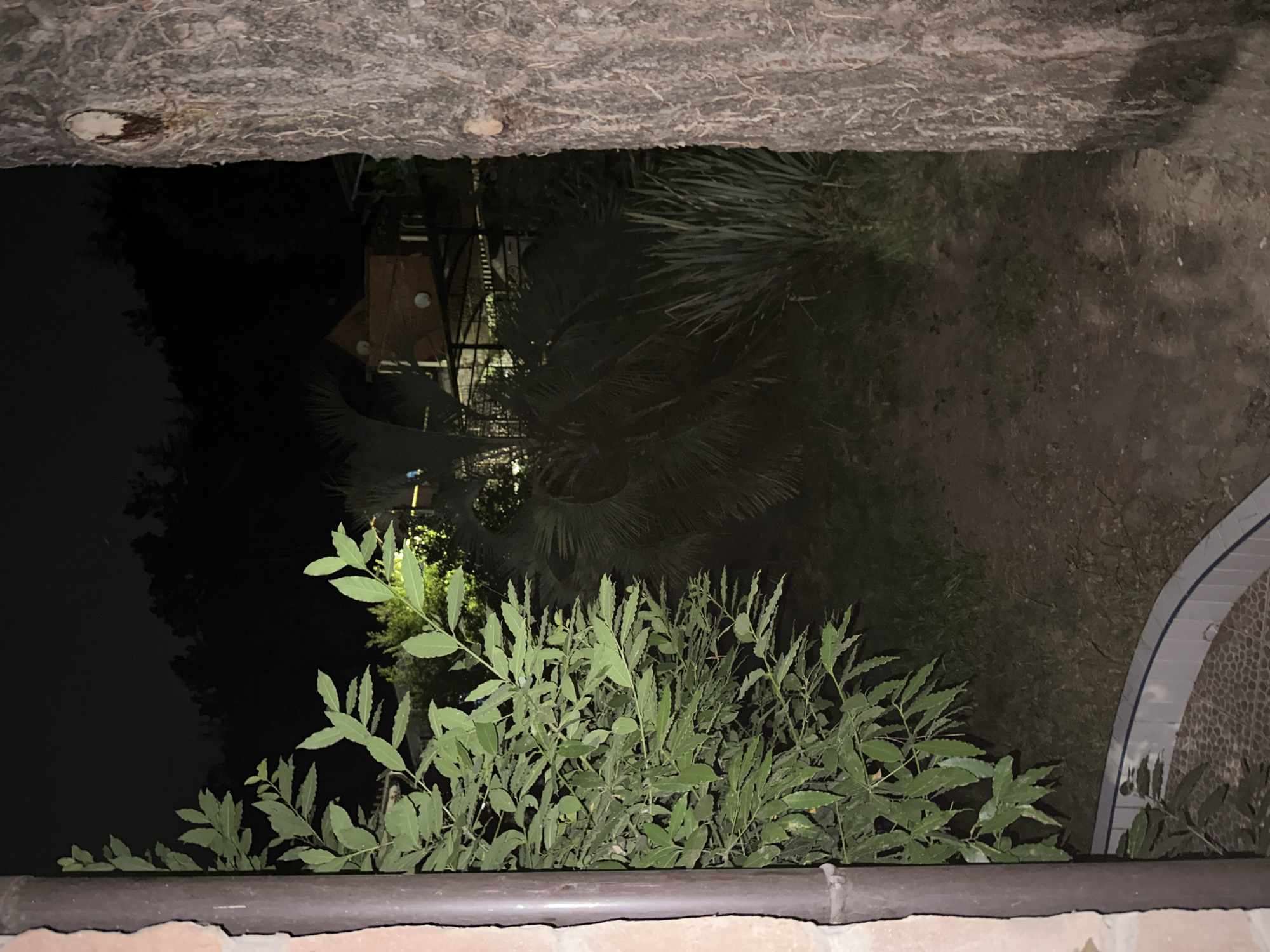 The image depicts a nighttime view of a backyard with dense foliage and a tree trunk in the foreground on the right. To the left, a partial view of a brick structure and a downspout is visible. In the background, a wooden house with a brown roof and several windows can be seen, along with other trees and greenery. The ground appears to be dirt and grass. The scene is dimly lit, suggesting it is outdoors in a residential area, possibly in Sochi, Russia, given the vegetation that could be found in a subtropical climate.